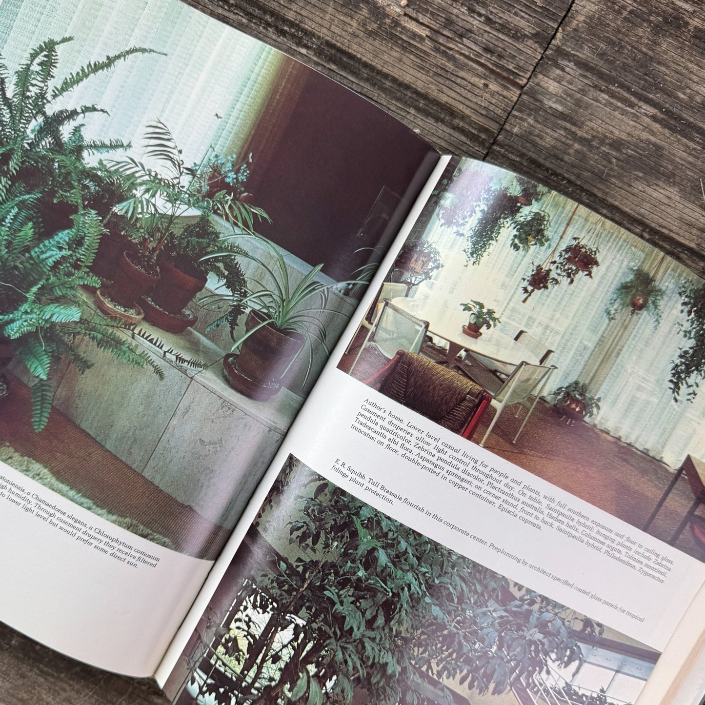 Indoor Plants: Comprehensive Care and Culture, Doris F. Hirsch, 1977 - Pretty Old Books