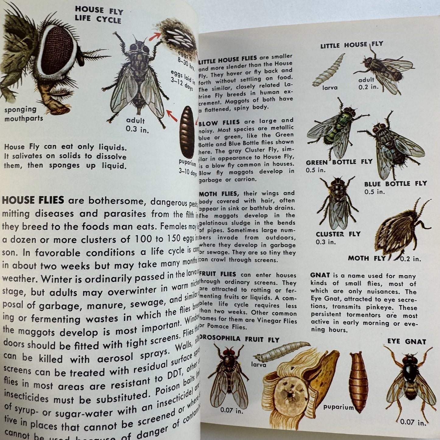 Insect Pests, A Golden Nature Guide, 1966 - Pretty Old Books