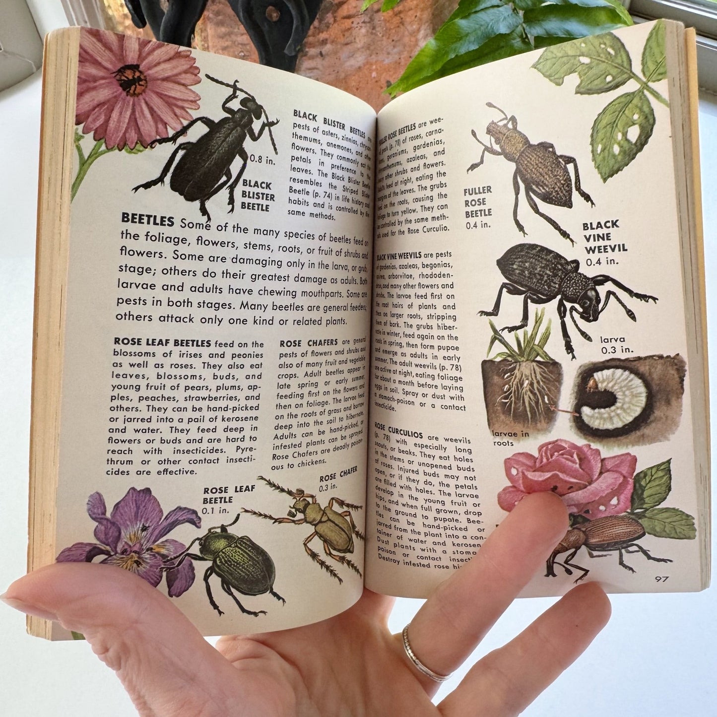 Insect Pests, A Golden Nature Guide, 1966 - Pretty Old Books