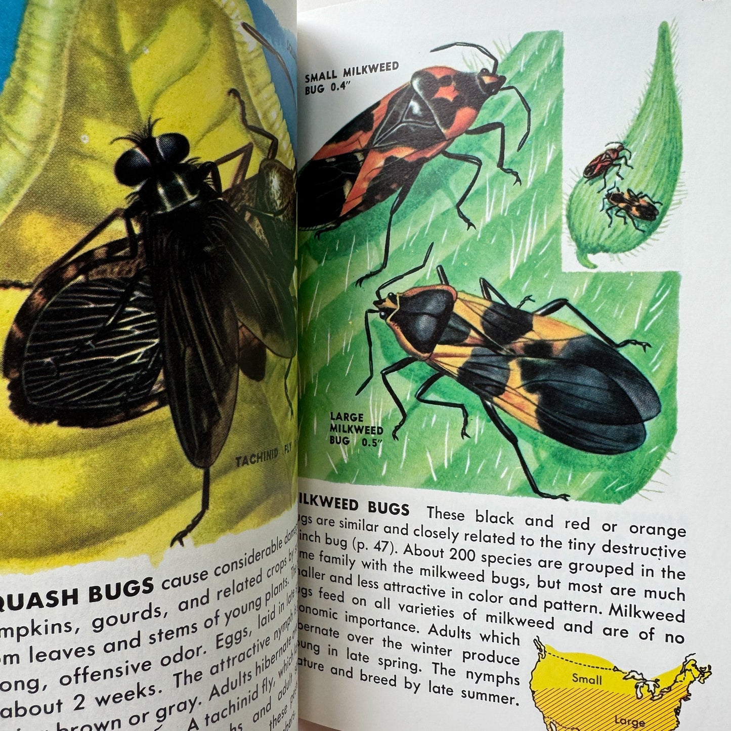 Insects A Golden Guide Paperback, Vintage 1987 - Pretty Old Books