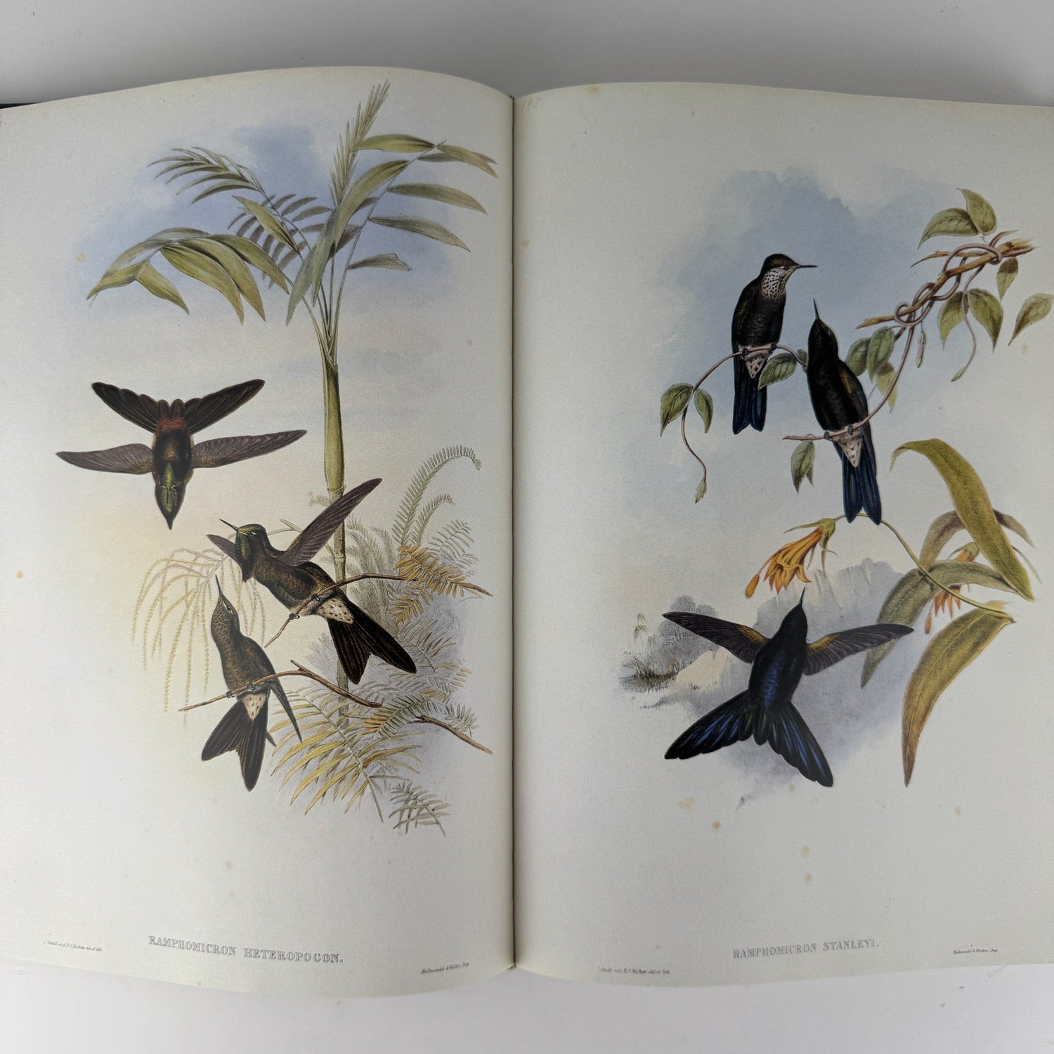 John Gould's Hummingbirds, 1990, Profuse Color Plates - Pretty Old Books
