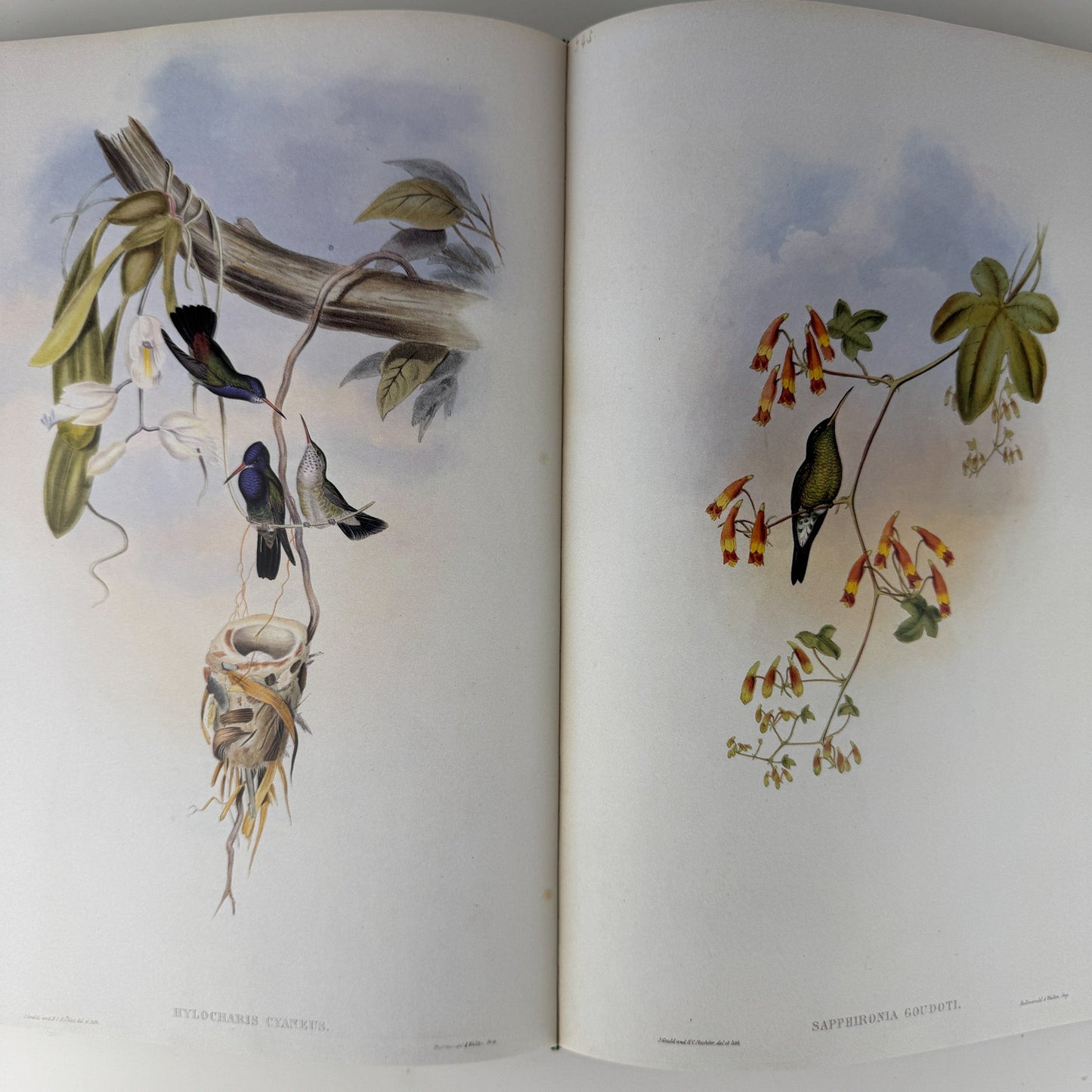 John Gould's Hummingbirds, 1990, Profuse Color Plates - Pretty Old Books