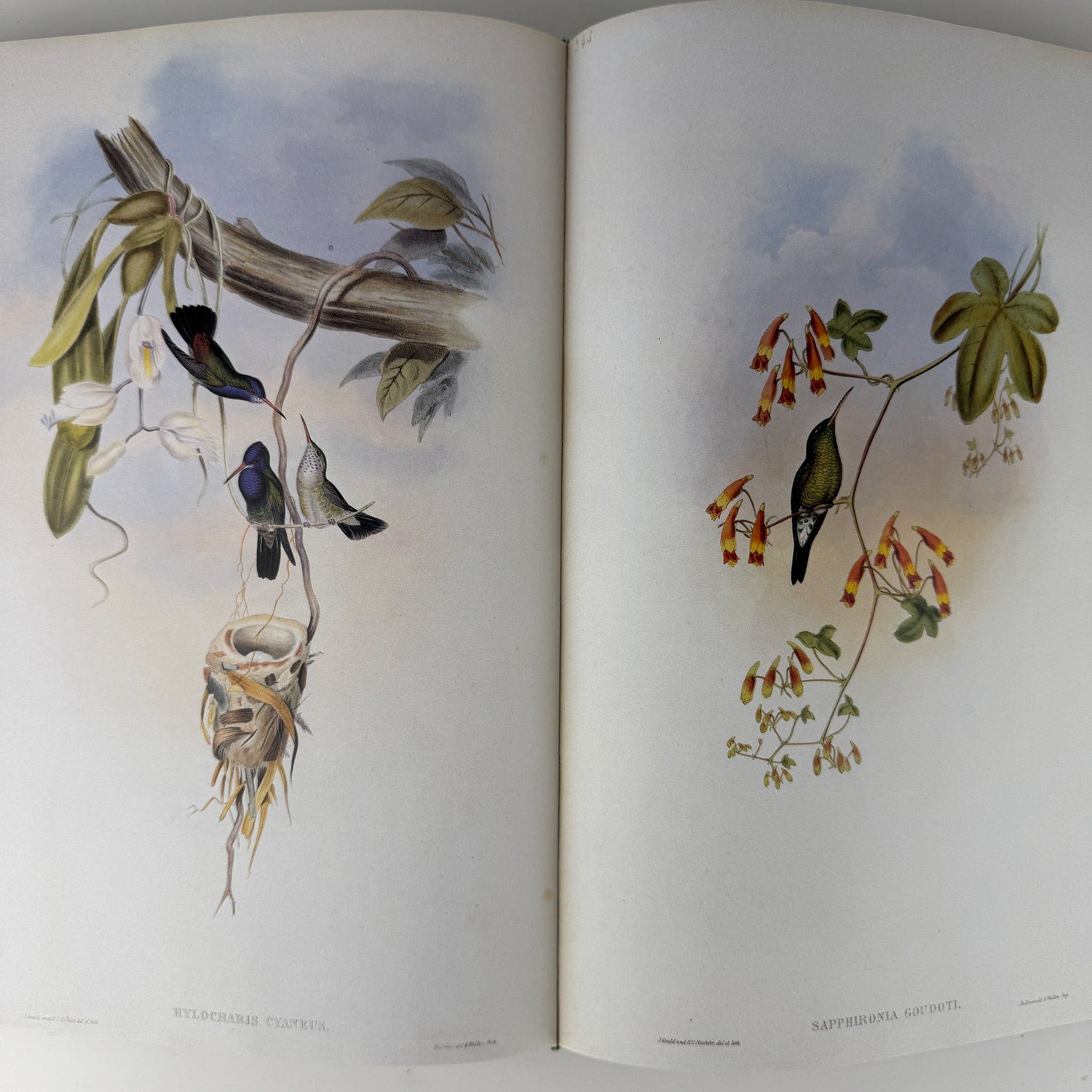 John Gould's Hummingbirds, 1990, Profuse Color Plates - Pretty Old Books