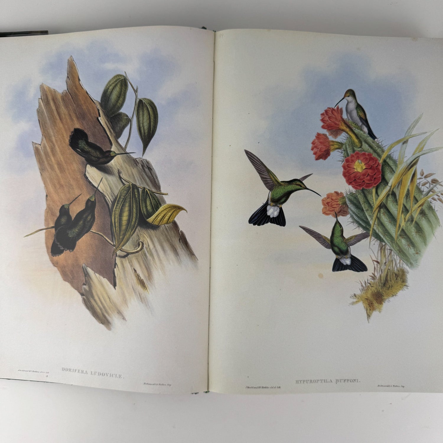 John Gould's Hummingbirds, 1990, Profuse Color Plates - Pretty Old Books
