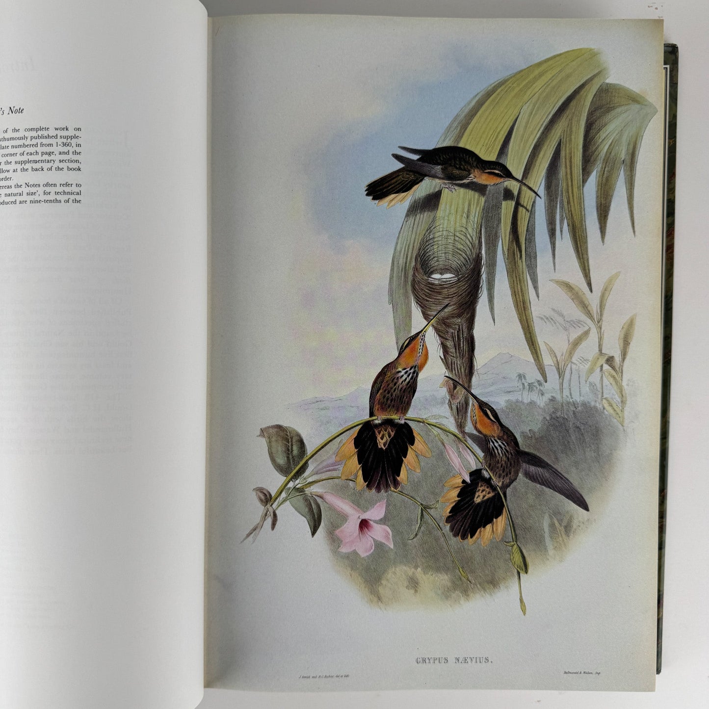 John Gould's Hummingbirds, 1990, Profuse Color Plates - Pretty Old Books