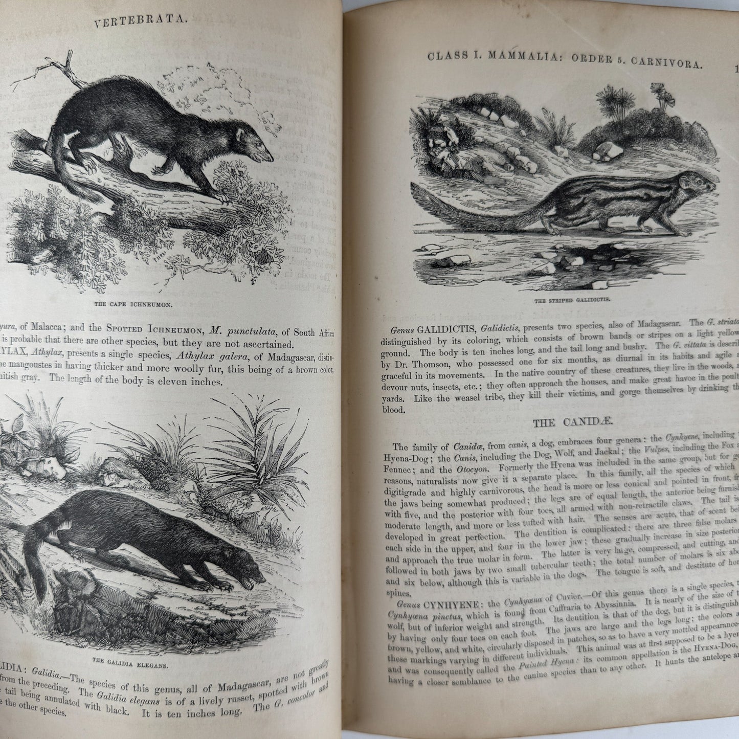 Johnson’s The Animal Kingdom Illustrated, Natural History, Volumes I & II, 1871, Illustrated Natural Antique - Pretty Old Books