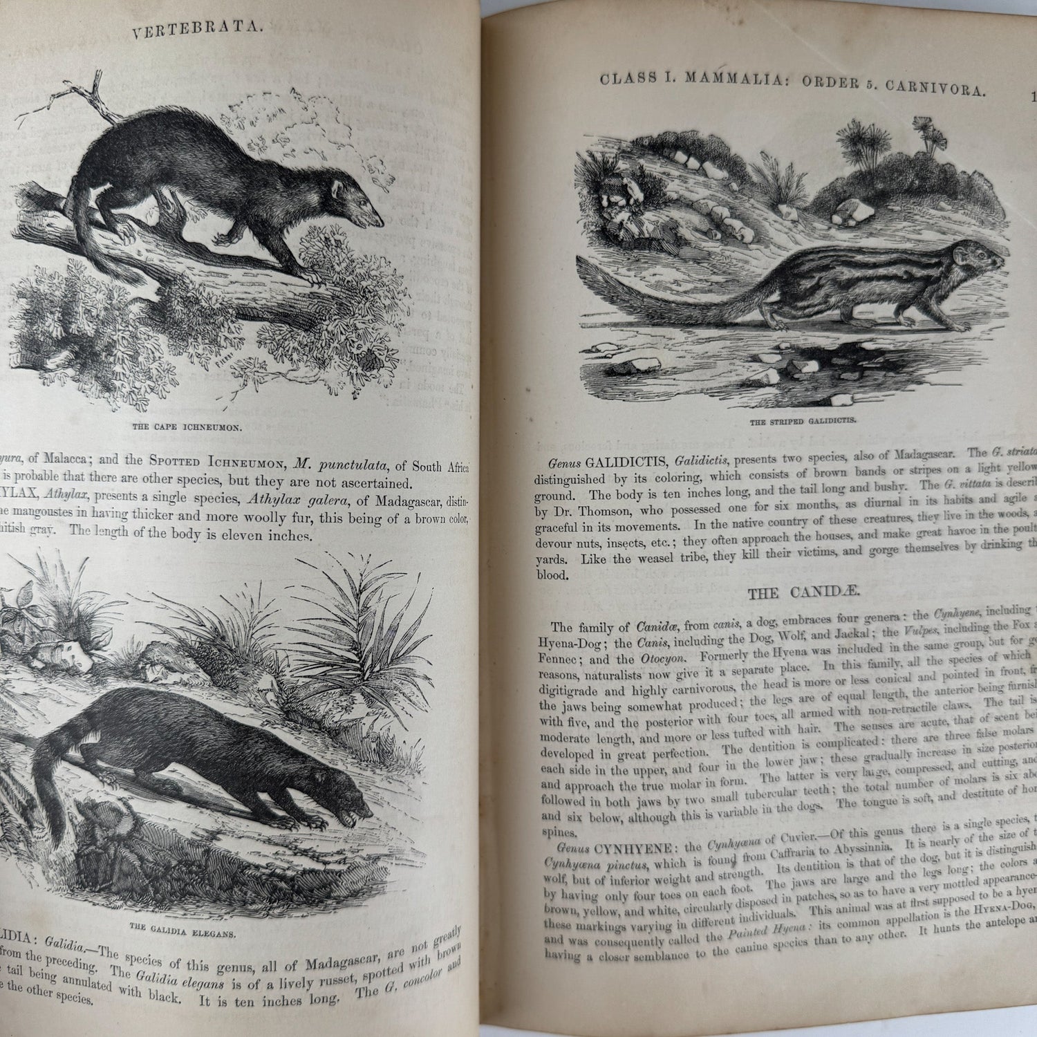 Johnson’s The Animal Kingdom Illustrated, Natural History, Volumes I & II, 1871, Illustrated Natural Antique - Pretty Old Books