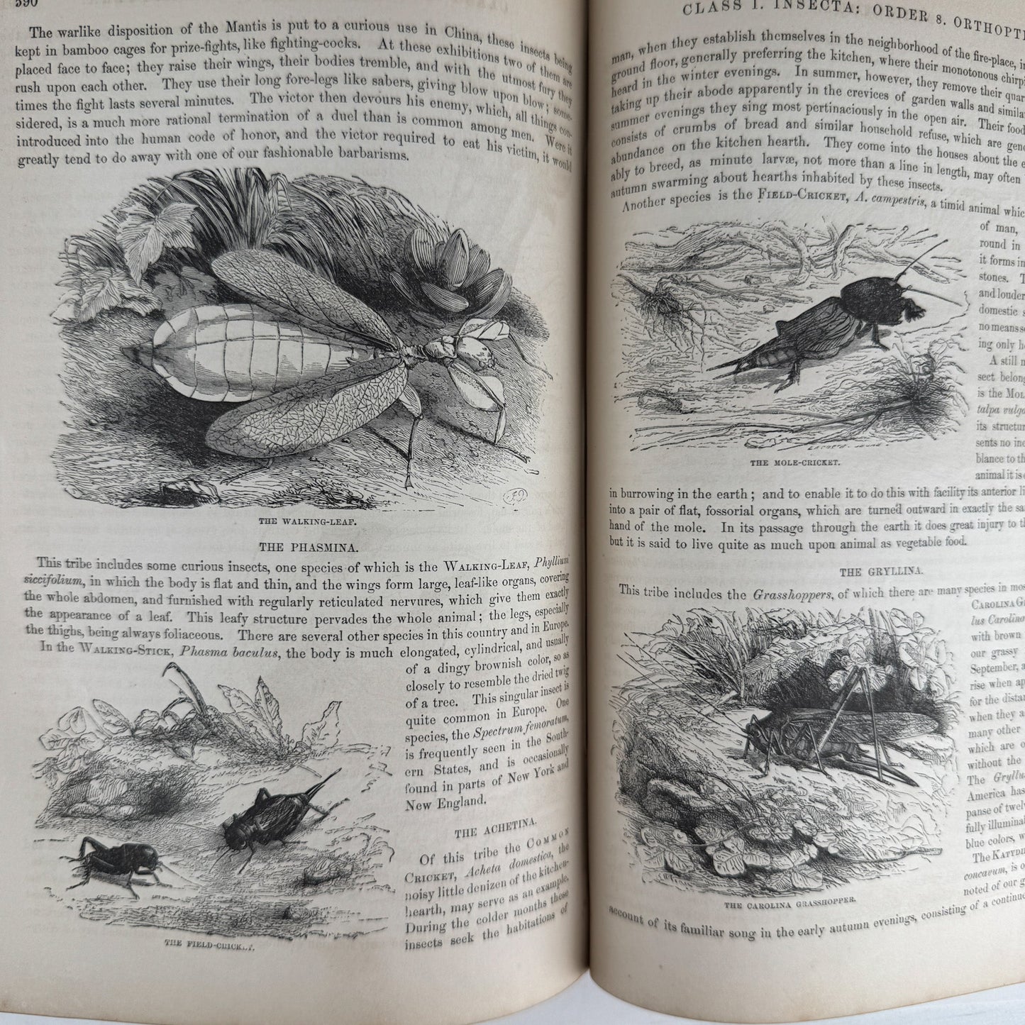 Johnson’s The Animal Kingdom Illustrated, Natural History, Volumes I & II, 1871, Illustrated Natural Antique - Pretty Old Books