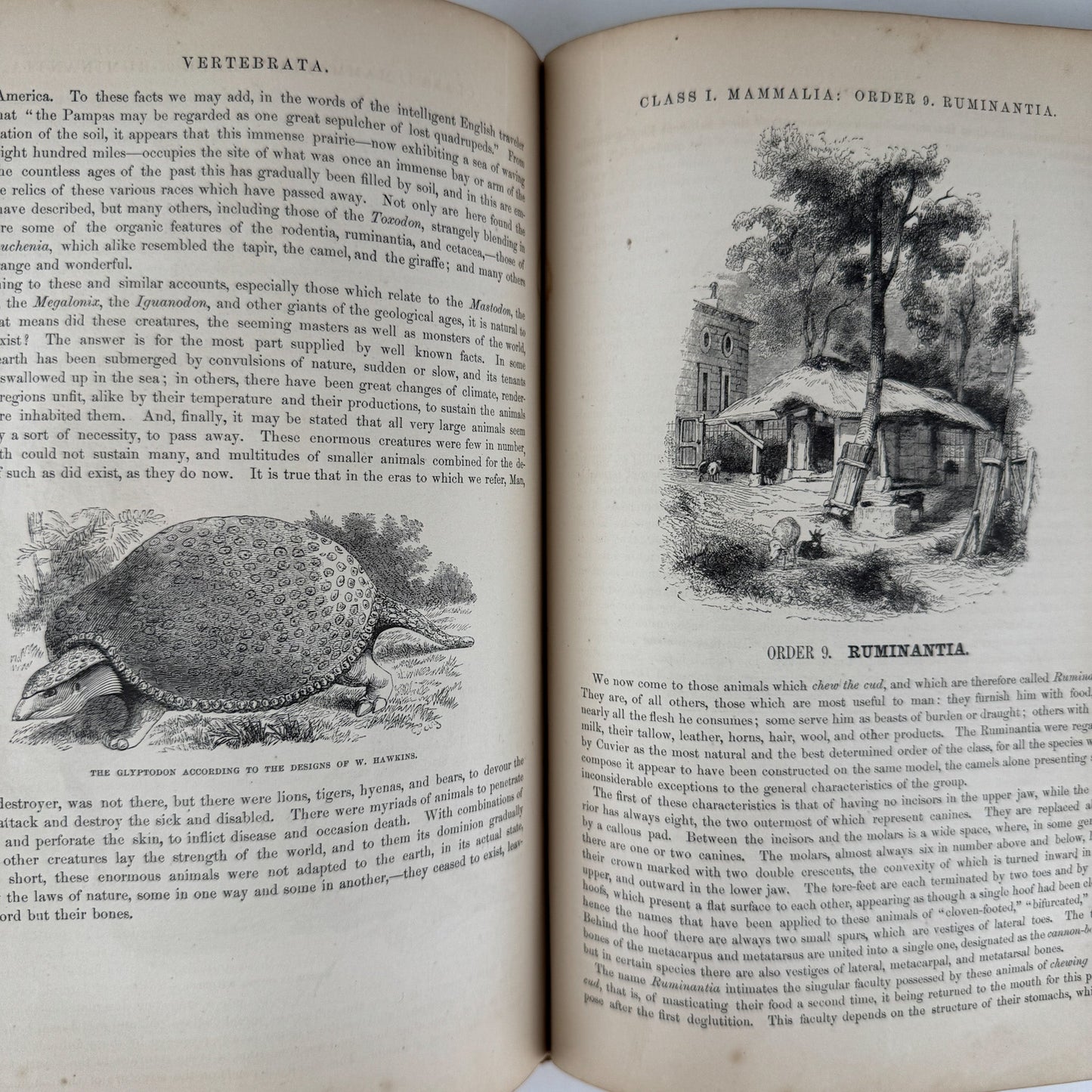Johnson’s The Animal Kingdom Illustrated, Natural History, Volumes I & II, 1871, Illustrated Natural Antique - Pretty Old Books