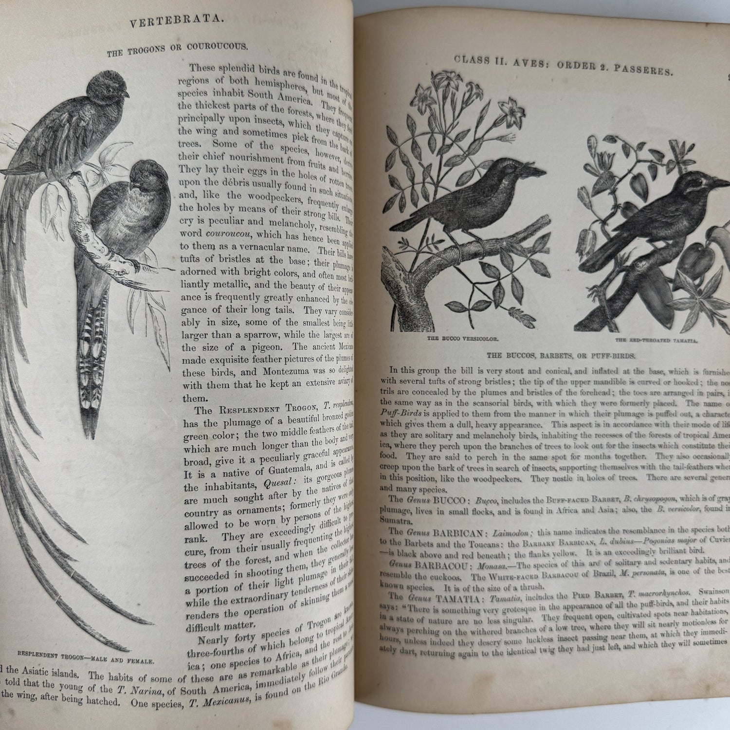 Johnson’s The Animal Kingdom Illustrated, Natural History, Volumes I & II, 1871, Illustrated Natural Antique - Pretty Old Books