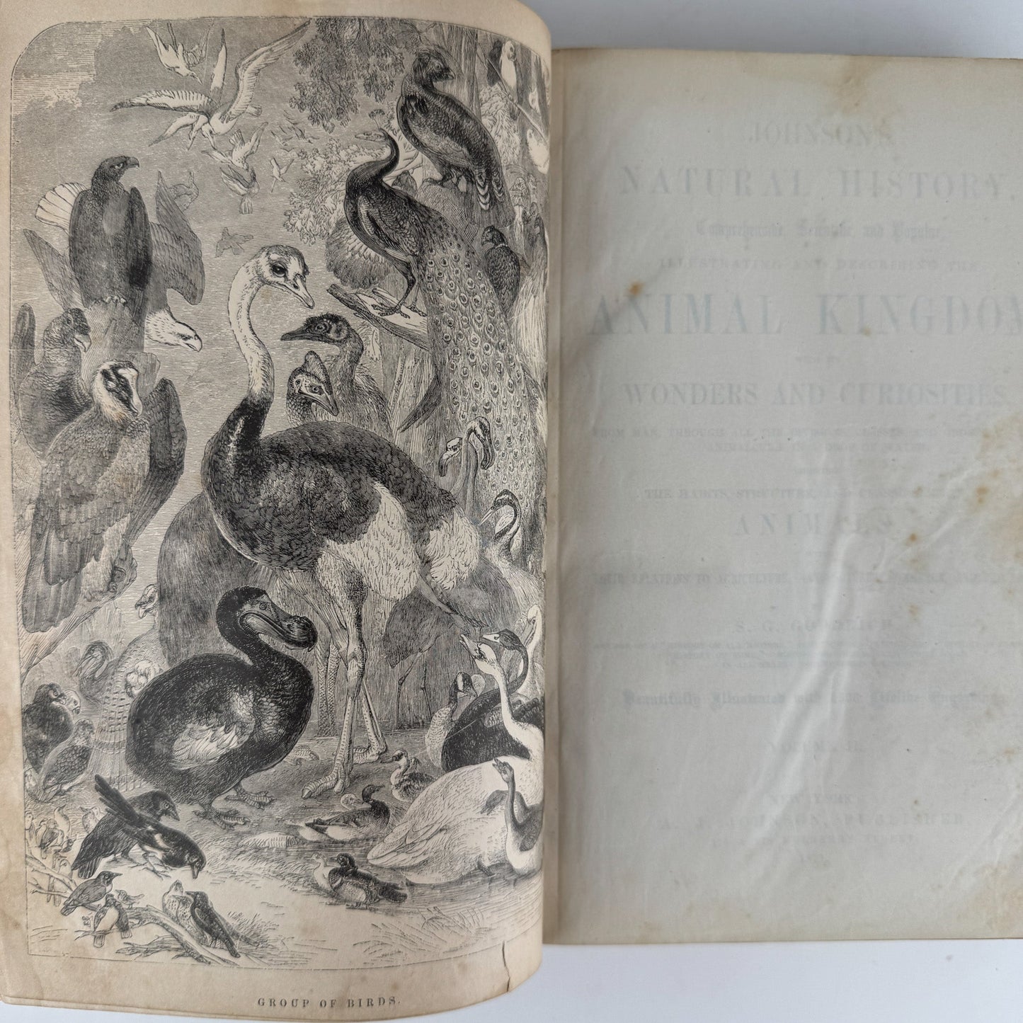Johnson’s The Animal Kingdom Illustrated, Natural History, Volumes I & II, 1871, Illustrated Natural Antique - Pretty Old Books