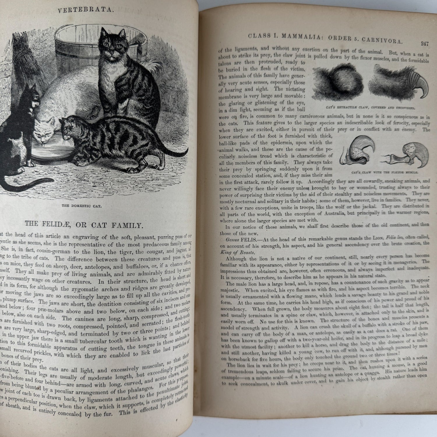 Johnson’s The Animal Kingdom Illustrated, Natural History, Volumes I & II, 1871, Illustrated Natural Antique - Pretty Old Books