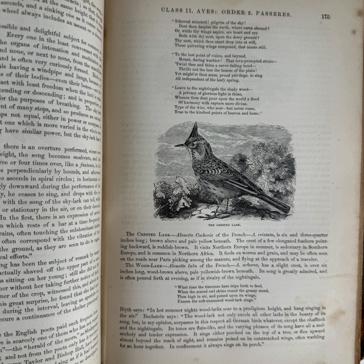 Johnson’s The Animal Kingdom Illustrated, Natural History, Volumes I & II, 1871, Illustrated Natural Antique - Pretty Old Books