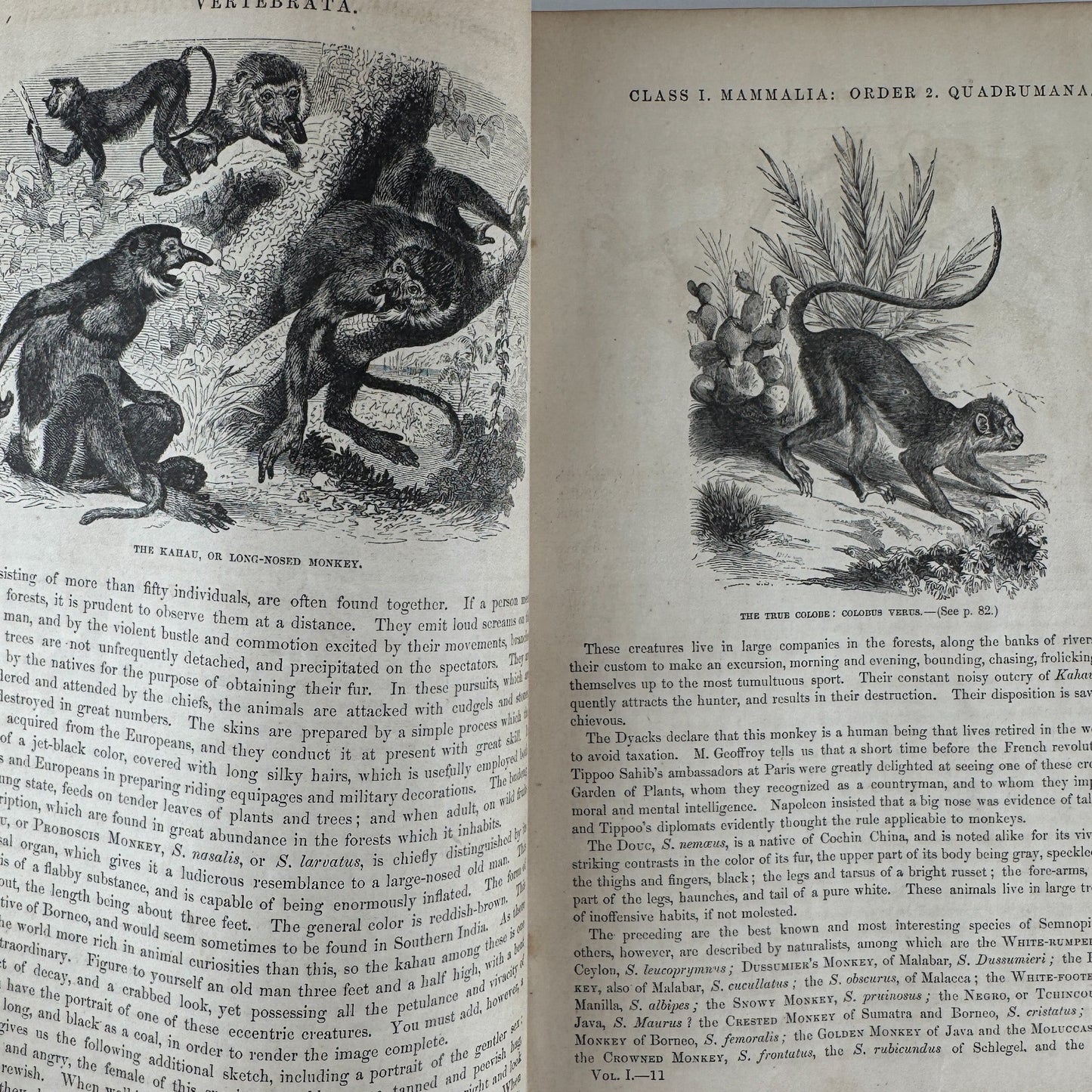 Johnson’s The Animal Kingdom Illustrated, Natural History, Volumes I & II, 1871, Illustrated Natural Antique - Pretty Old Books