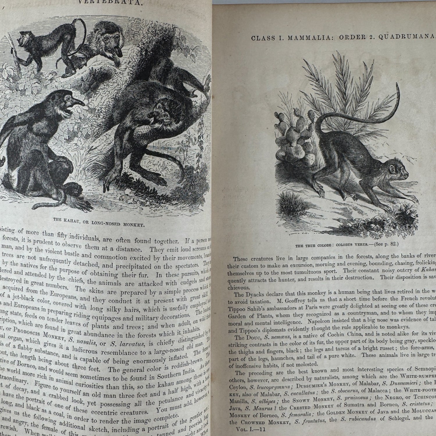 Johnson’s The Animal Kingdom Illustrated, Natural History, Volumes I & II, 1871, Illustrated Natural Antique - Pretty Old Books