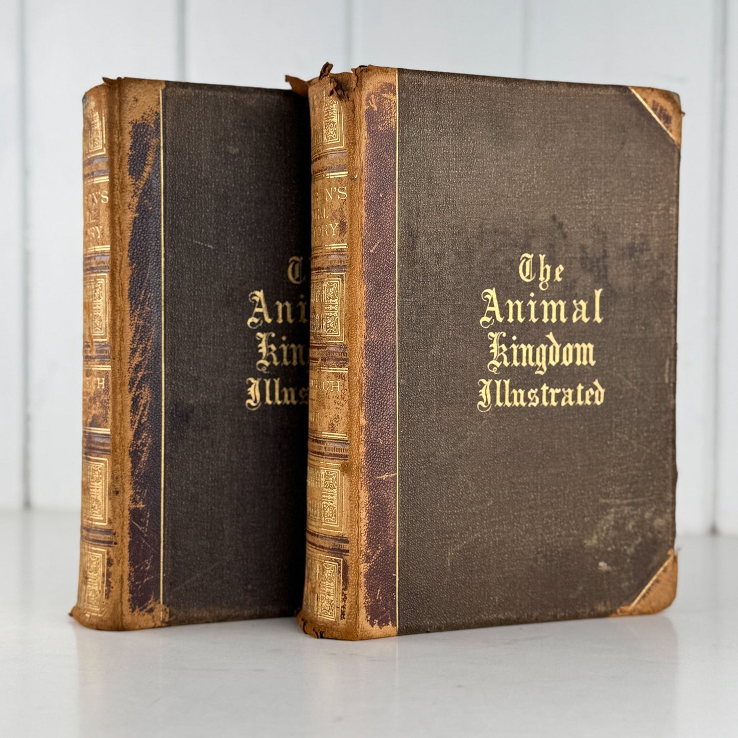 Johnson’s The Animal Kingdom Illustrated, Natural History, Volumes I & II, 1871, Illustrated Natural Antique - Pretty Old Books