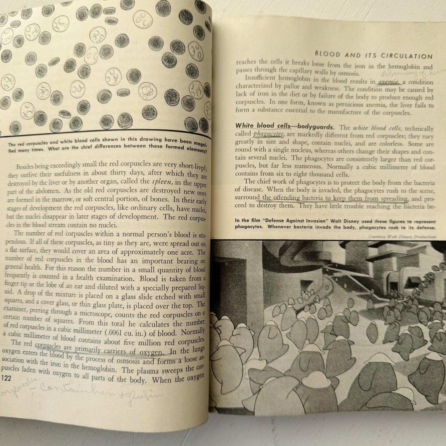 Life and Health, Mid Century 1945 Health Class High School Book - Pretty Old Books