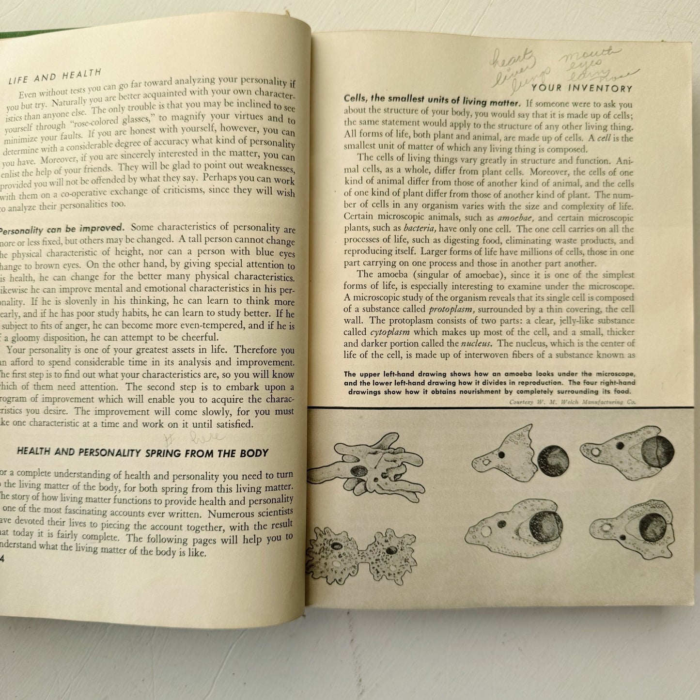 Life and Health, Mid Century 1945 Health Class High School Book - Pretty Old Books