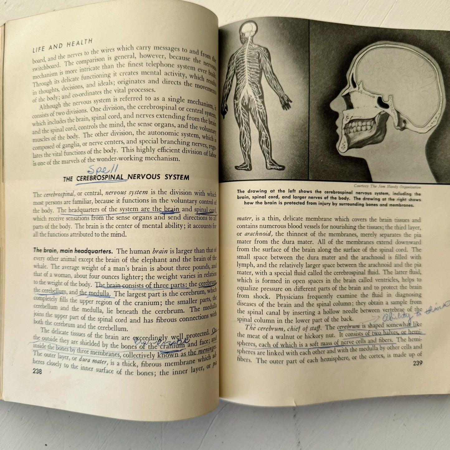 Life and Health, Mid Century 1945 Health Class High School Book - Pretty Old Books