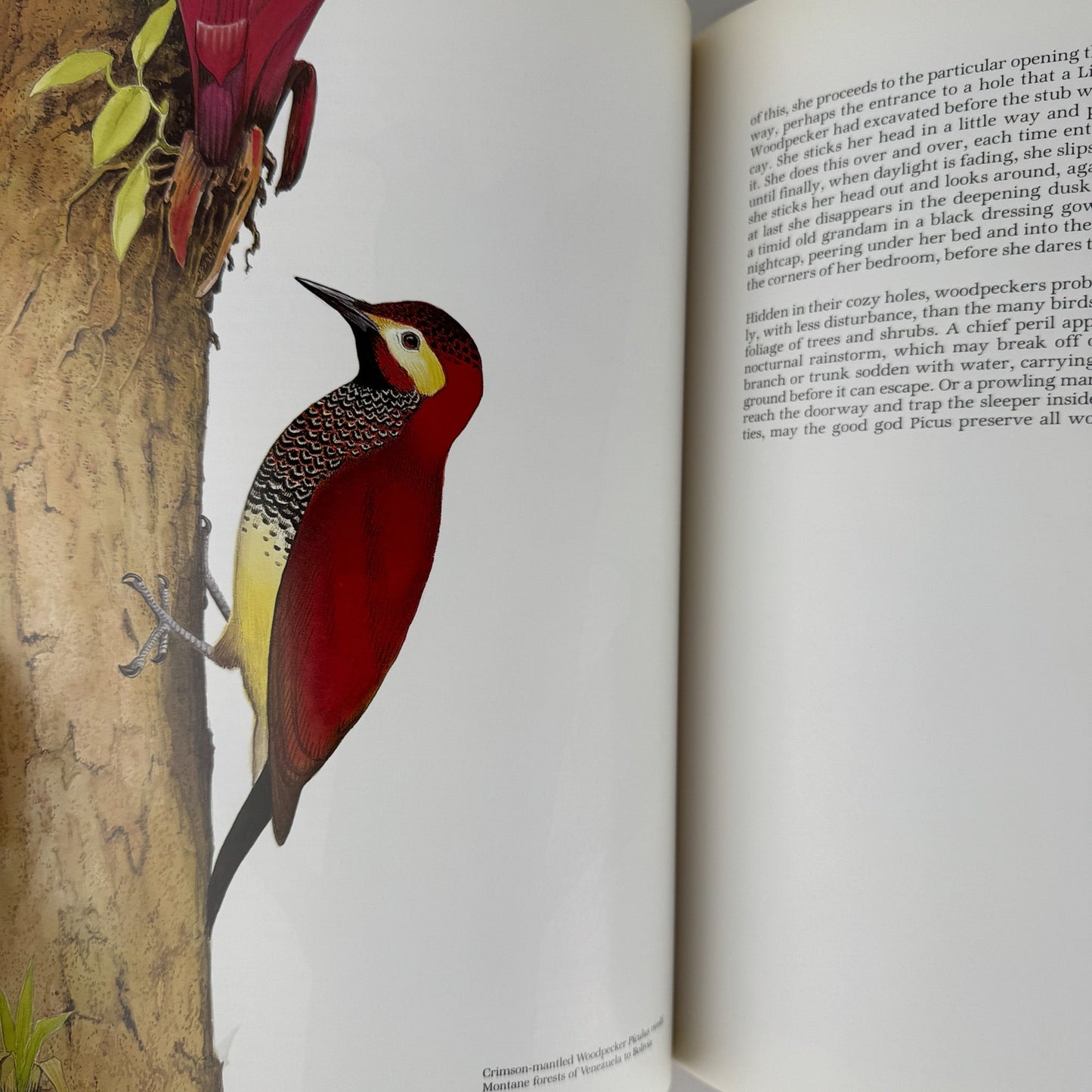 Life of the Woodpecker, Alexander F. Skutch, 1985 Ornithology Illustrated Book - Pretty Old Books