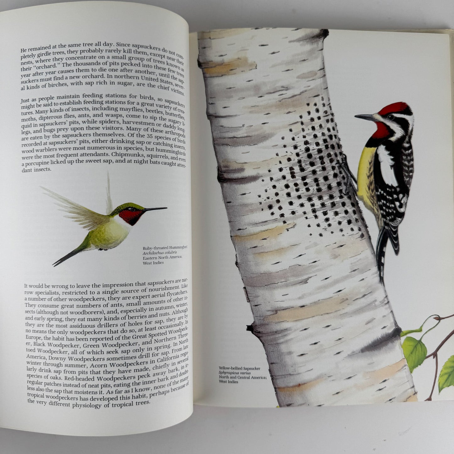 Life of the Woodpecker, Alexander F. Skutch, 1985 Ornithology Illustrated Book - Pretty Old Books
