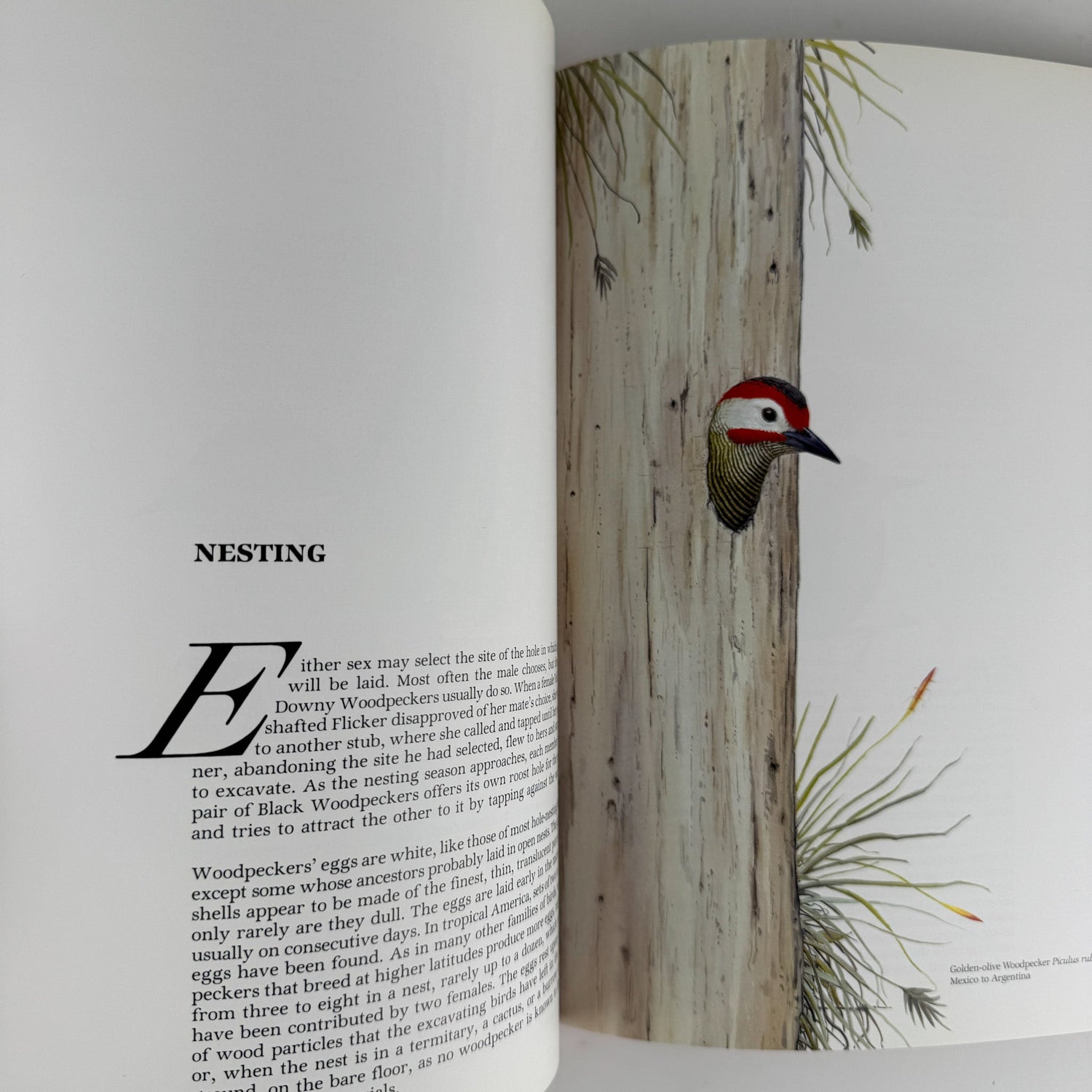 Life of the Woodpecker, Alexander F. Skutch, 1985 Ornithology Illustrated Book - Pretty Old Books