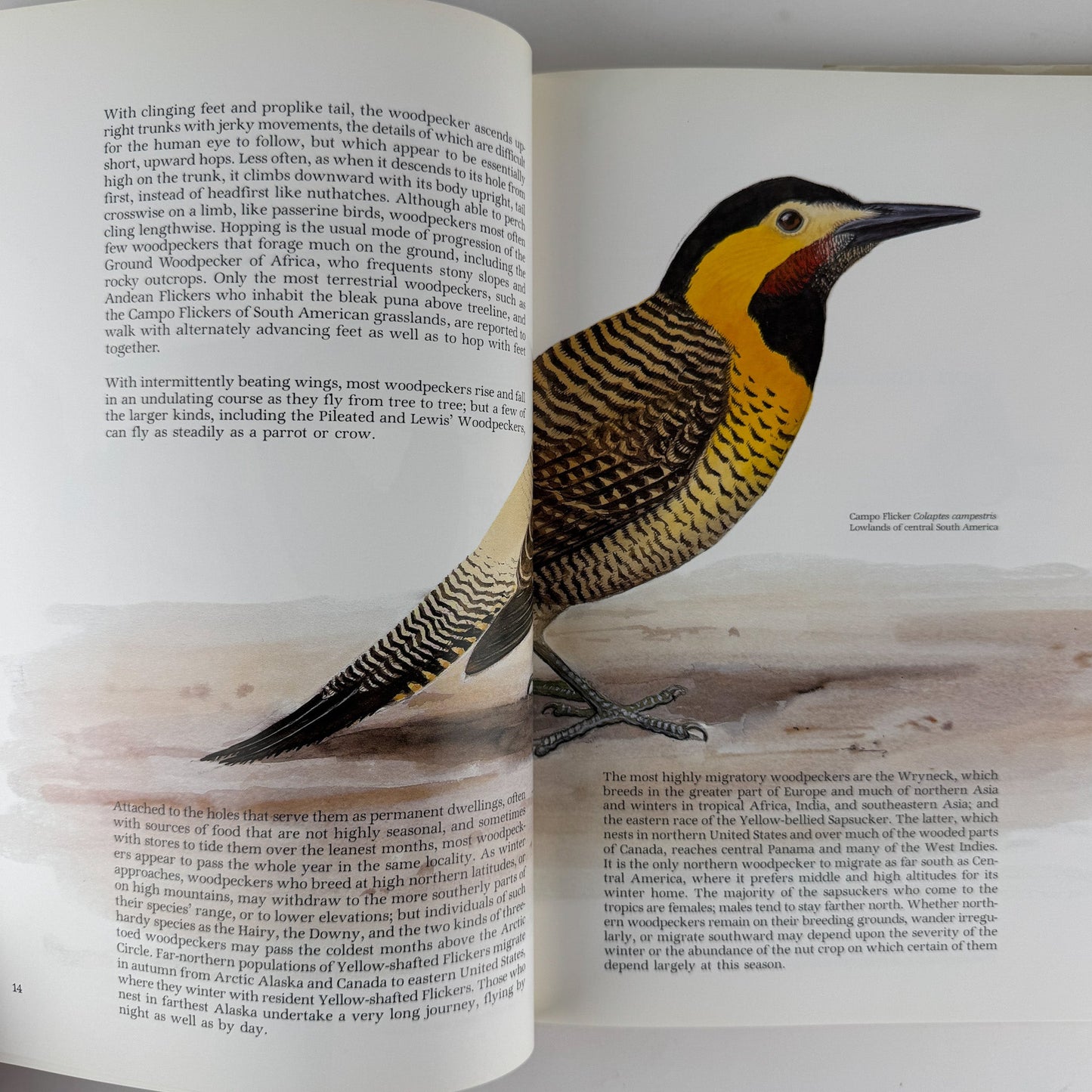 Life of the Woodpecker, Alexander F. Skutch, 1985 Ornithology Illustrated Book - Pretty Old Books