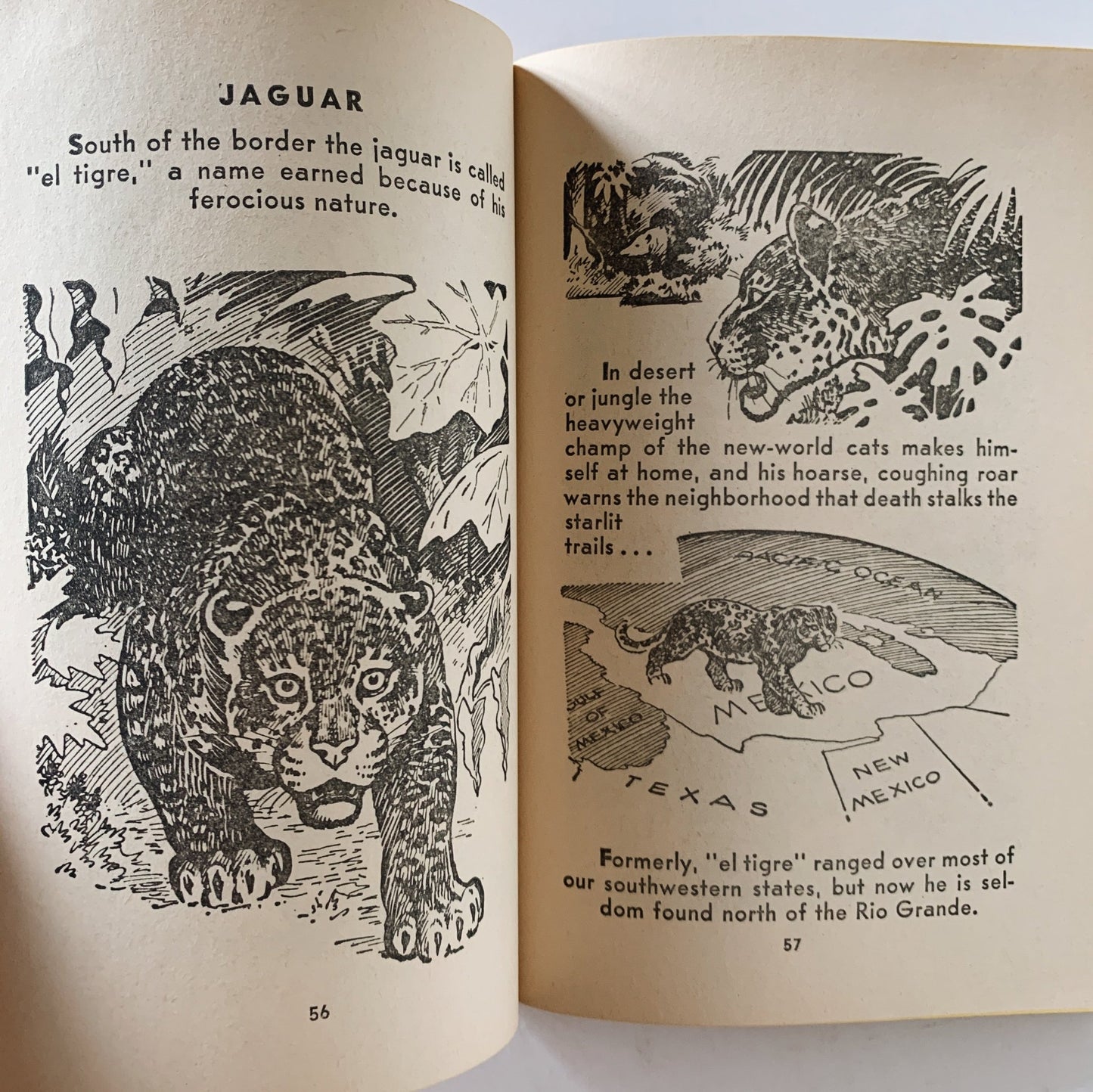 Mark Trail's 2nd Book of Animals (North American Mammals), Scholastic 1971 - Pretty Old Books