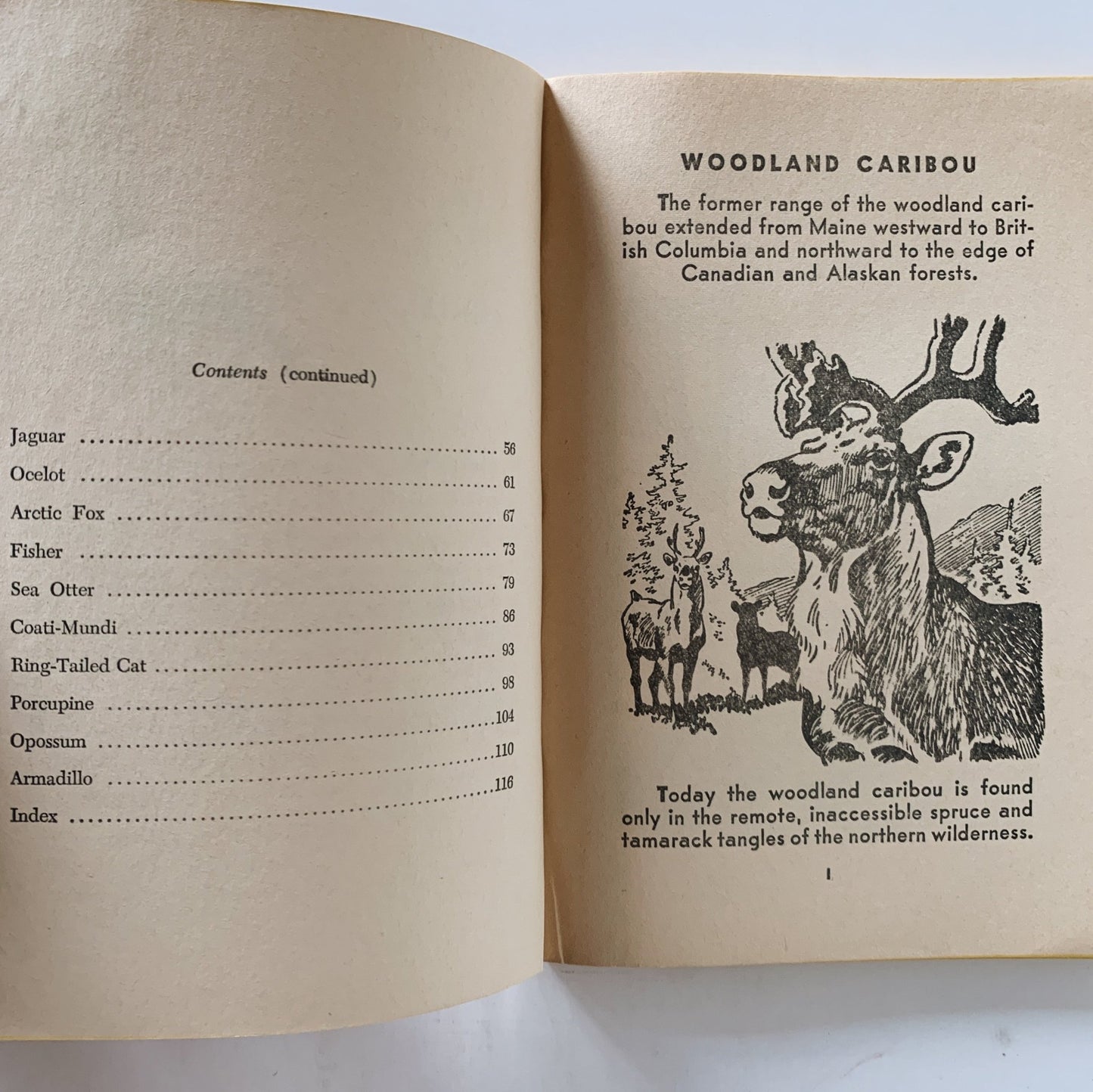 Mark Trail's 2nd Book of Animals (North American Mammals), Scholastic 1971 - Pretty Old Books