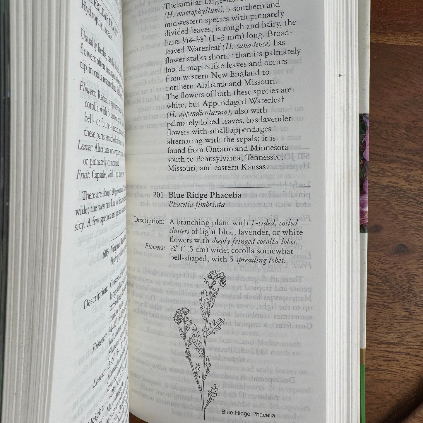 National Audubon Society Field Guide to Wildflowers of the Easter Region of North America - Pretty Old Books