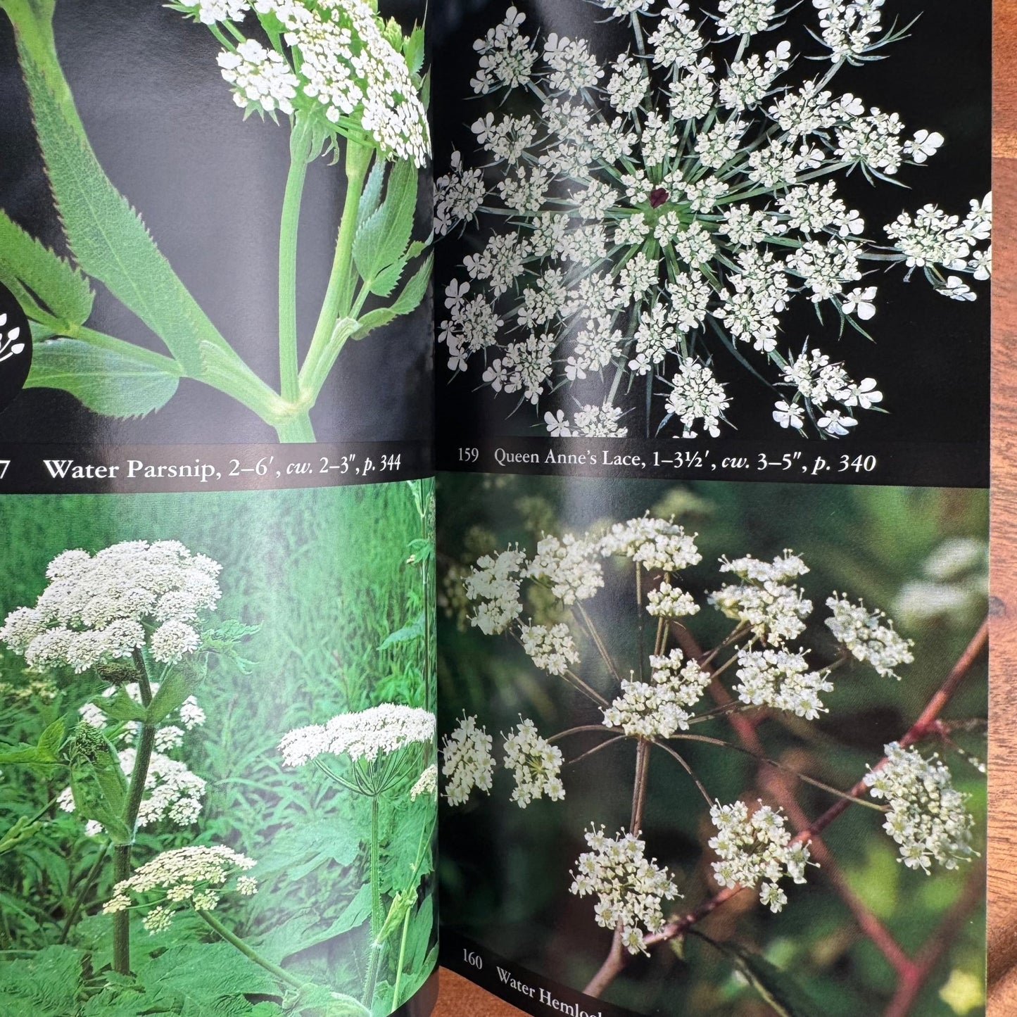 National Audubon Society Field Guide to Wildflowers of the Easter Region of North America - Pretty Old Books