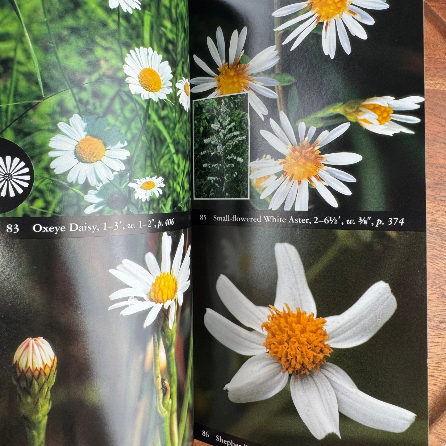 National Audubon Society Field Guide to Wildflowers of the Easter Region of North America - Pretty Old Books