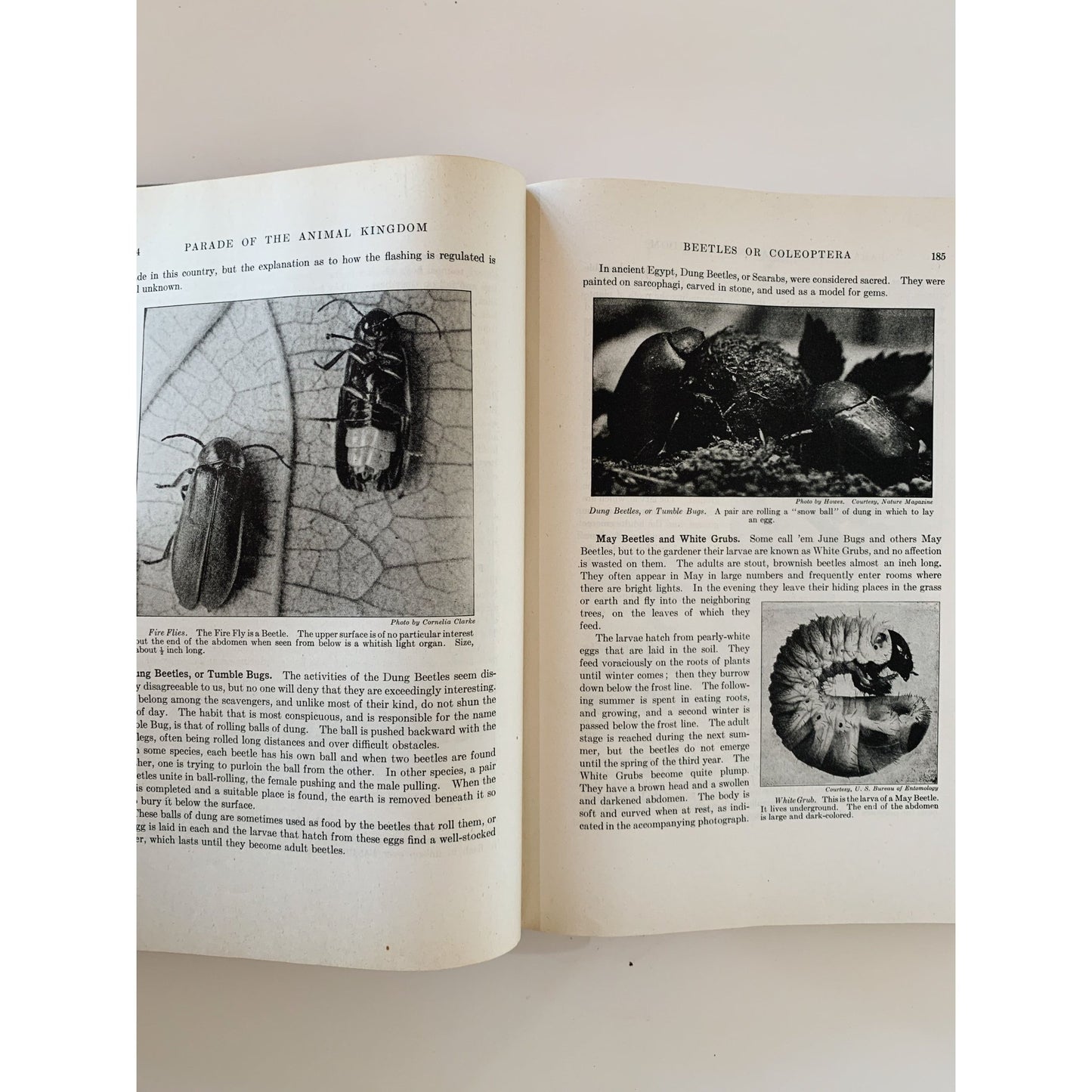 Parade of the Animal Kingdom, Robert Hegner, 1946, Nature Study Hardcover - Pretty Old Books