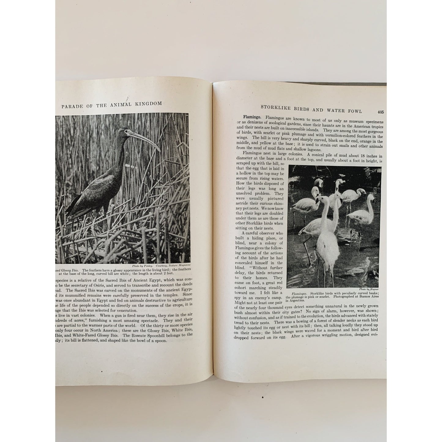 Parade of the Animal Kingdom, Robert Hegner, 1946, Nature Study Hardcover - Pretty Old Books