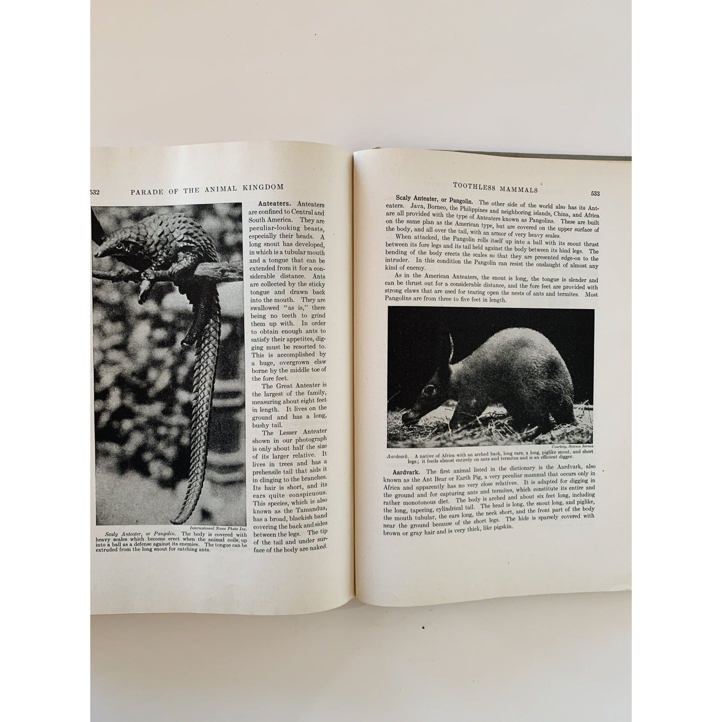 Parade of the Animal Kingdom, Robert Hegner, 1946, Nature Study Hardcover - Pretty Old Books