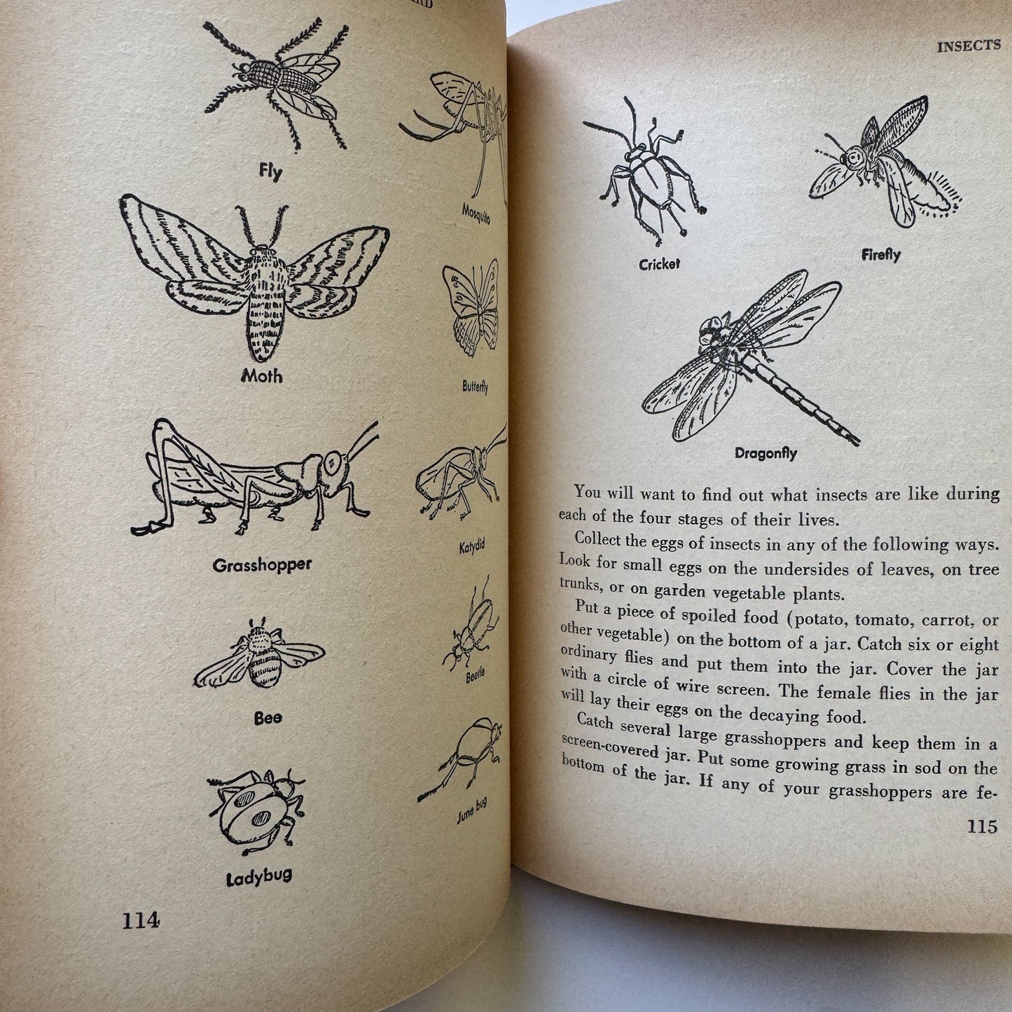 Science in Your Own Back Yard, 1960 Weekly Reader Children's Hardcover Book - Pretty Old Books