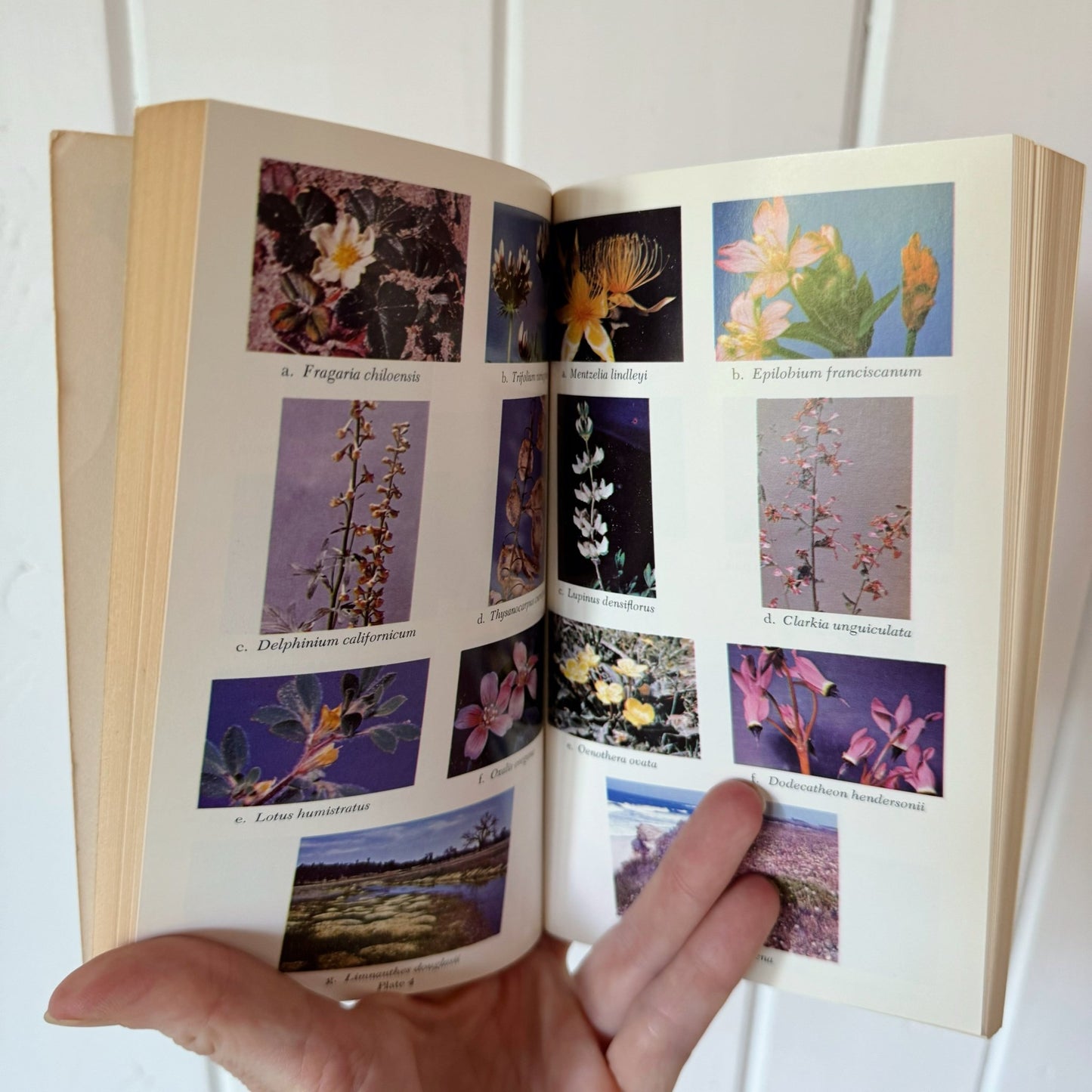 Spring Wildflowers of the San Francisco Bay Region, 1970 Vintage Field Guide - Pretty Old Books