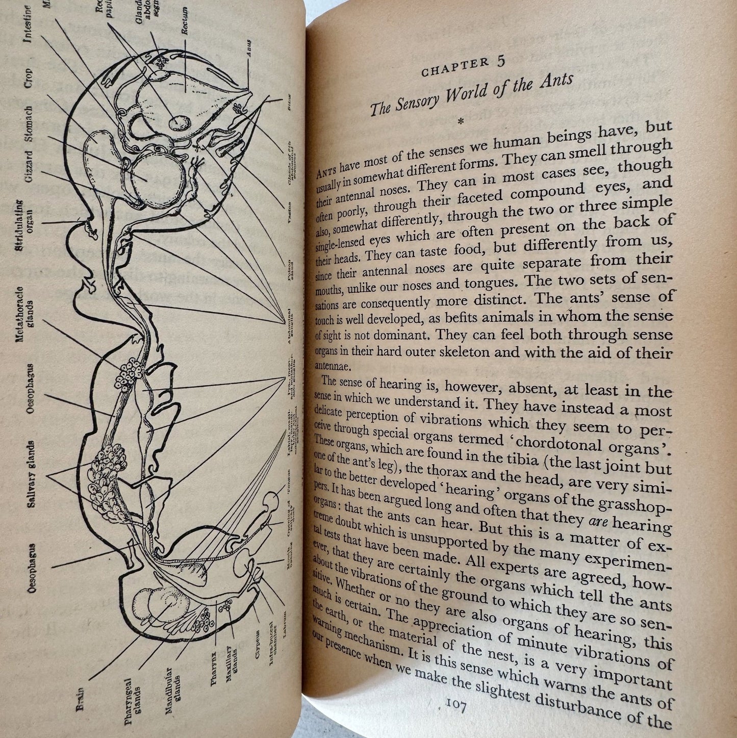 The Ant World, Derek Wragge Morley, A Pelican Book, 1953 - Pretty Old Books