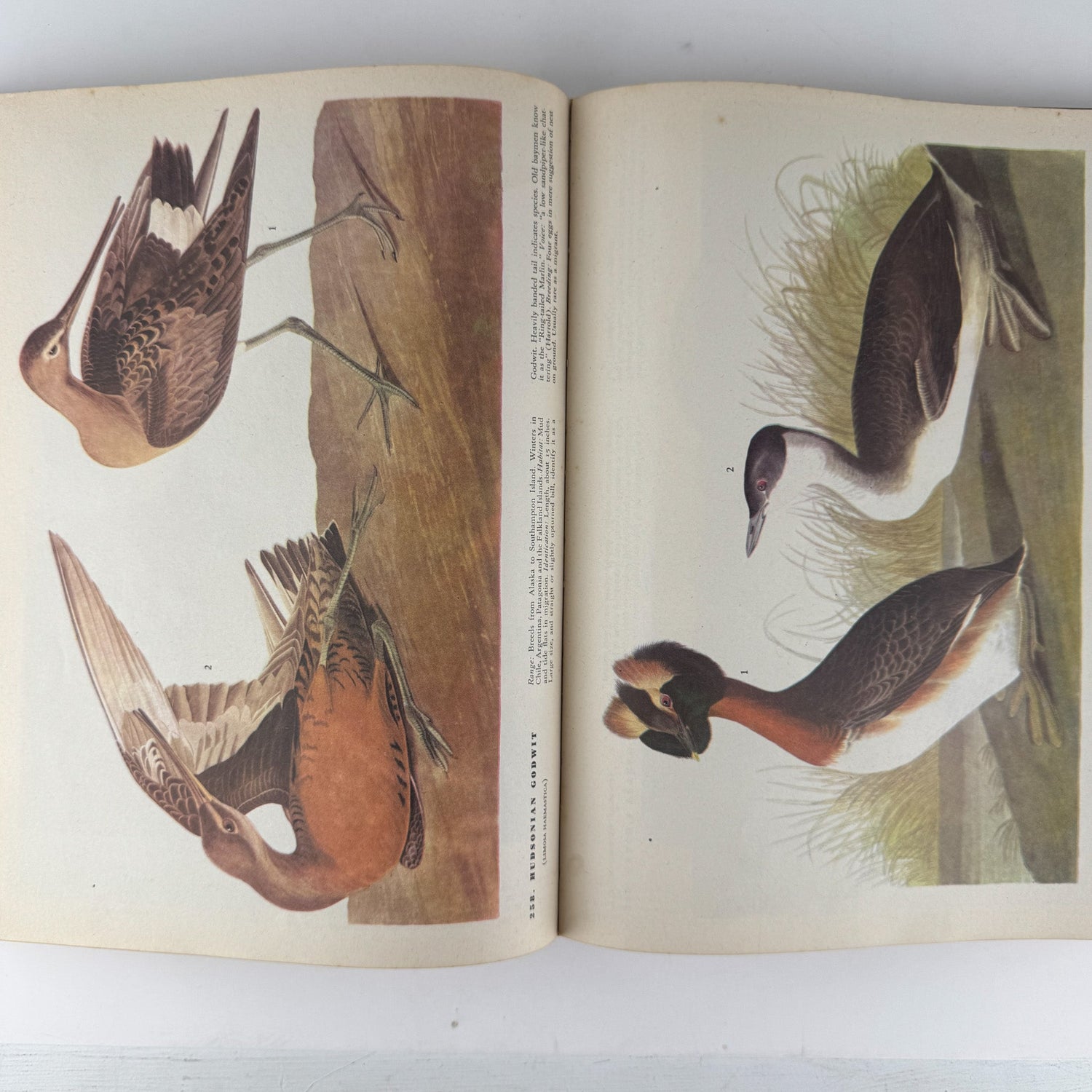The Birds of America, 1946, John James Audubon, 5th Printing, Oversized Hardcover - Pretty Old Books
