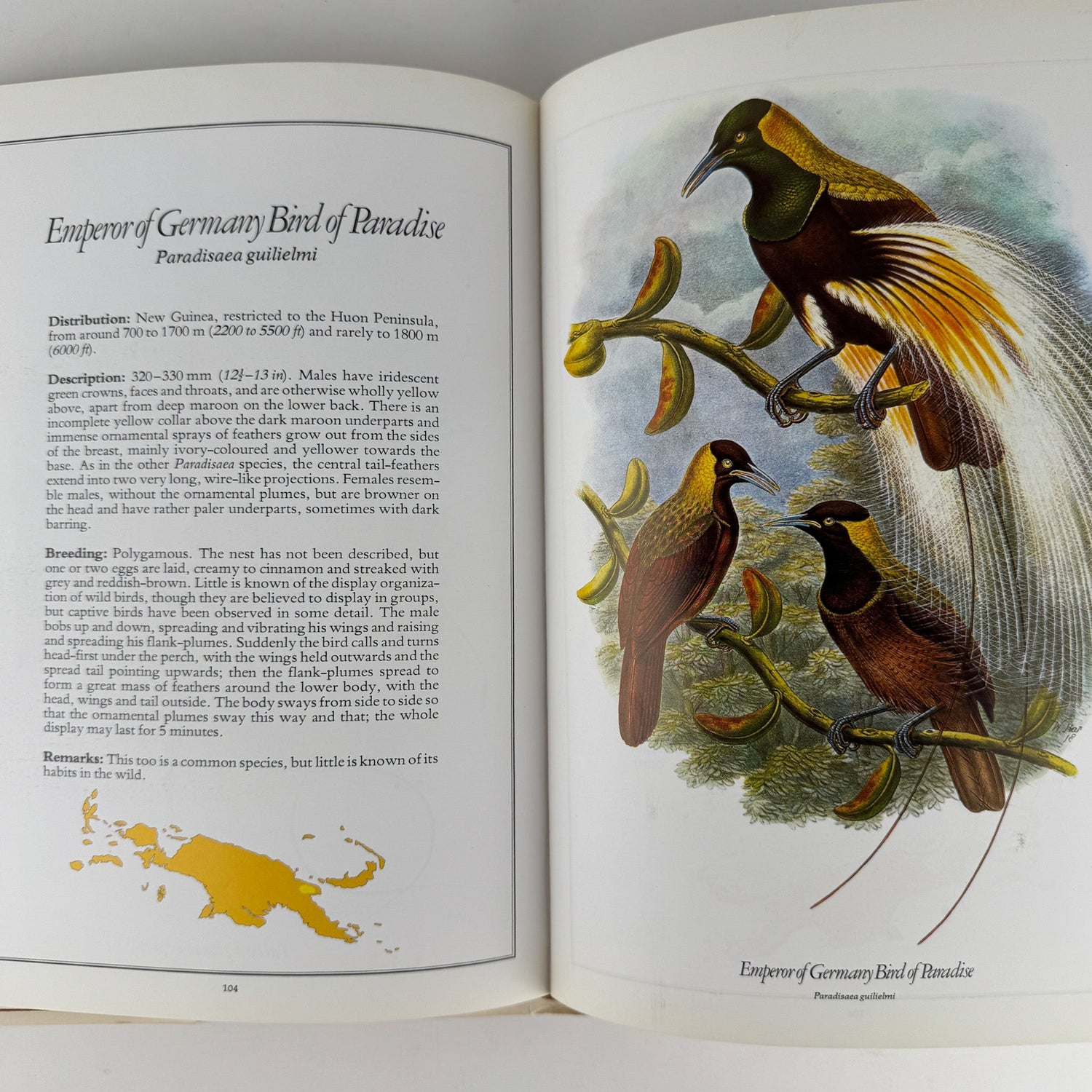 The Birds of Paradise, Michael Everett, 1978, Full Page Bird Plates - Pretty Old Books