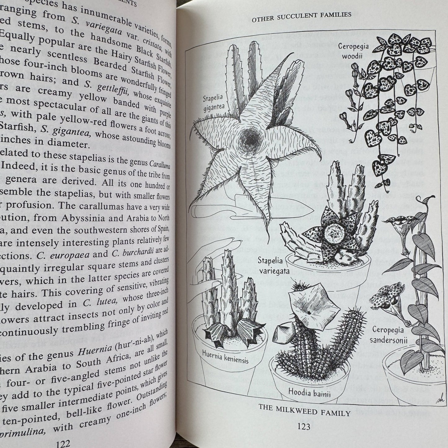 The Book of Cacti and Other Succulents, Claude Chidamian, 1958 - Pretty Old Books