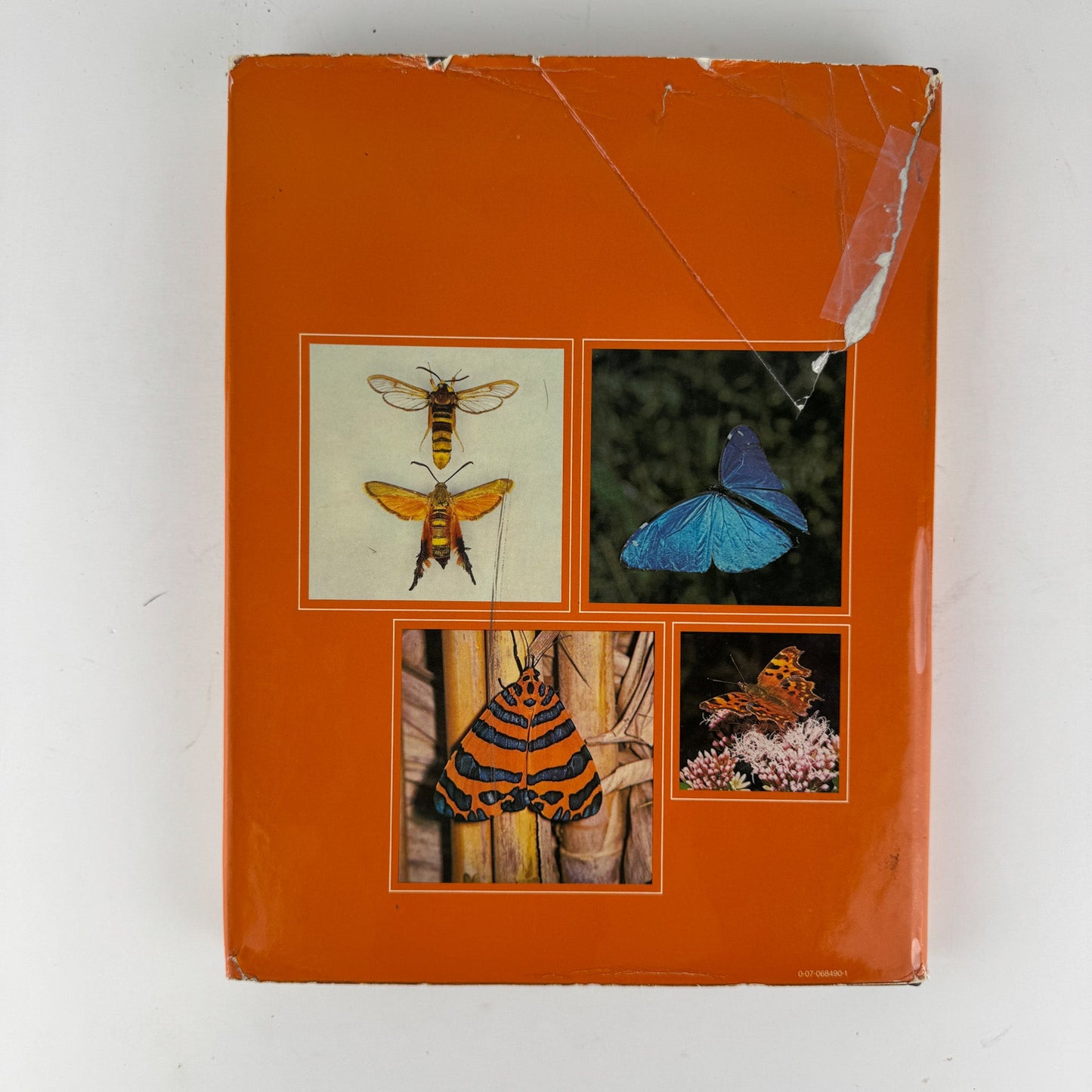 The Dictionary of Butterflies and Moths in Color, 1975 Oversized Illustrated - Pretty Old Books