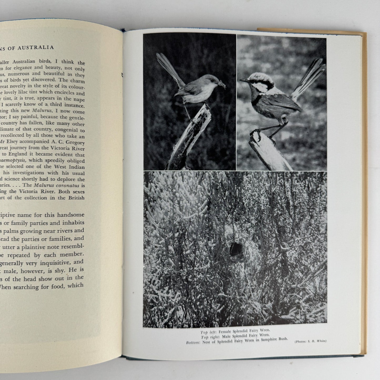 The Fairy Wrens of Australia: Blue Birds of Happiness, Neville W. Cayley, 1949 - Pretty Old Books