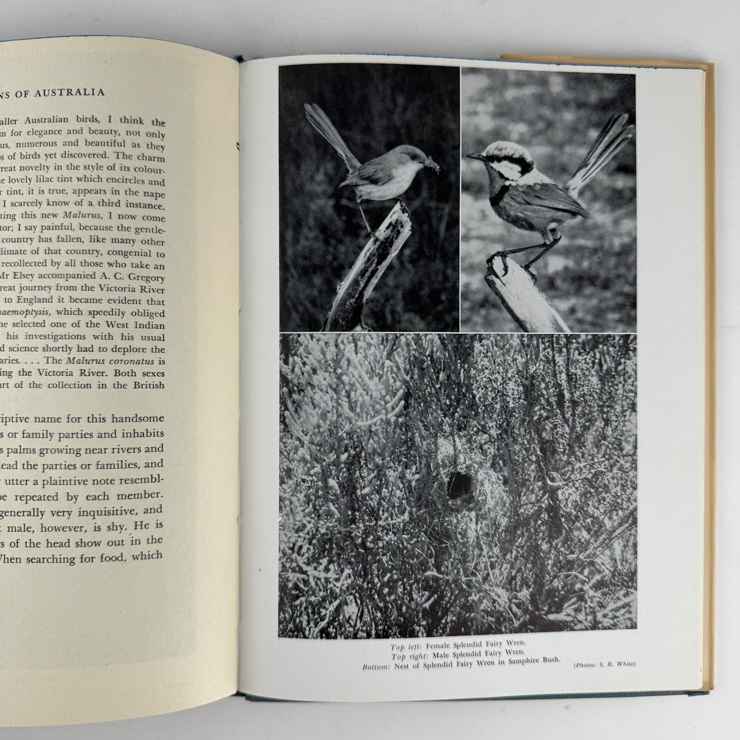 The Fairy Wrens of Australia: Blue Birds of Happiness, Neville W. Cayley, 1949 - Pretty Old Books