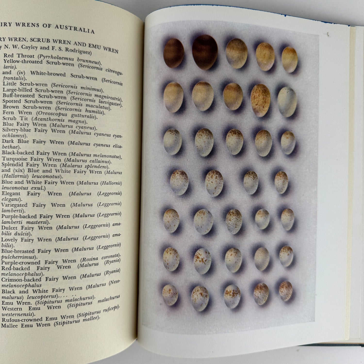 The Fairy Wrens of Australia: Blue Birds of Happiness, Neville W. Cayley, 1949 - Pretty Old Books