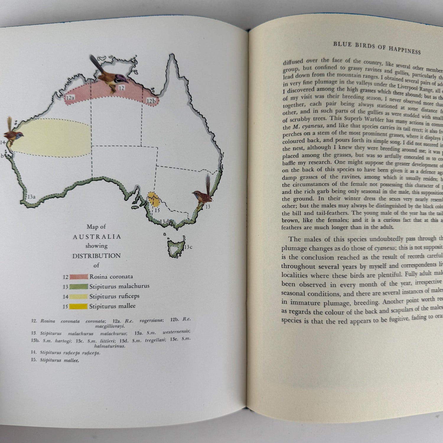 The Fairy Wrens of Australia: Blue Birds of Happiness, Neville W. Cayley, 1949 - Pretty Old Books