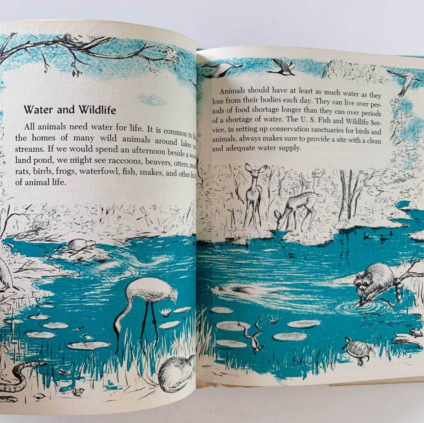 The First Book of Water, F. C. Smith, 1959 Hardcover with DJ - Pretty Old Books