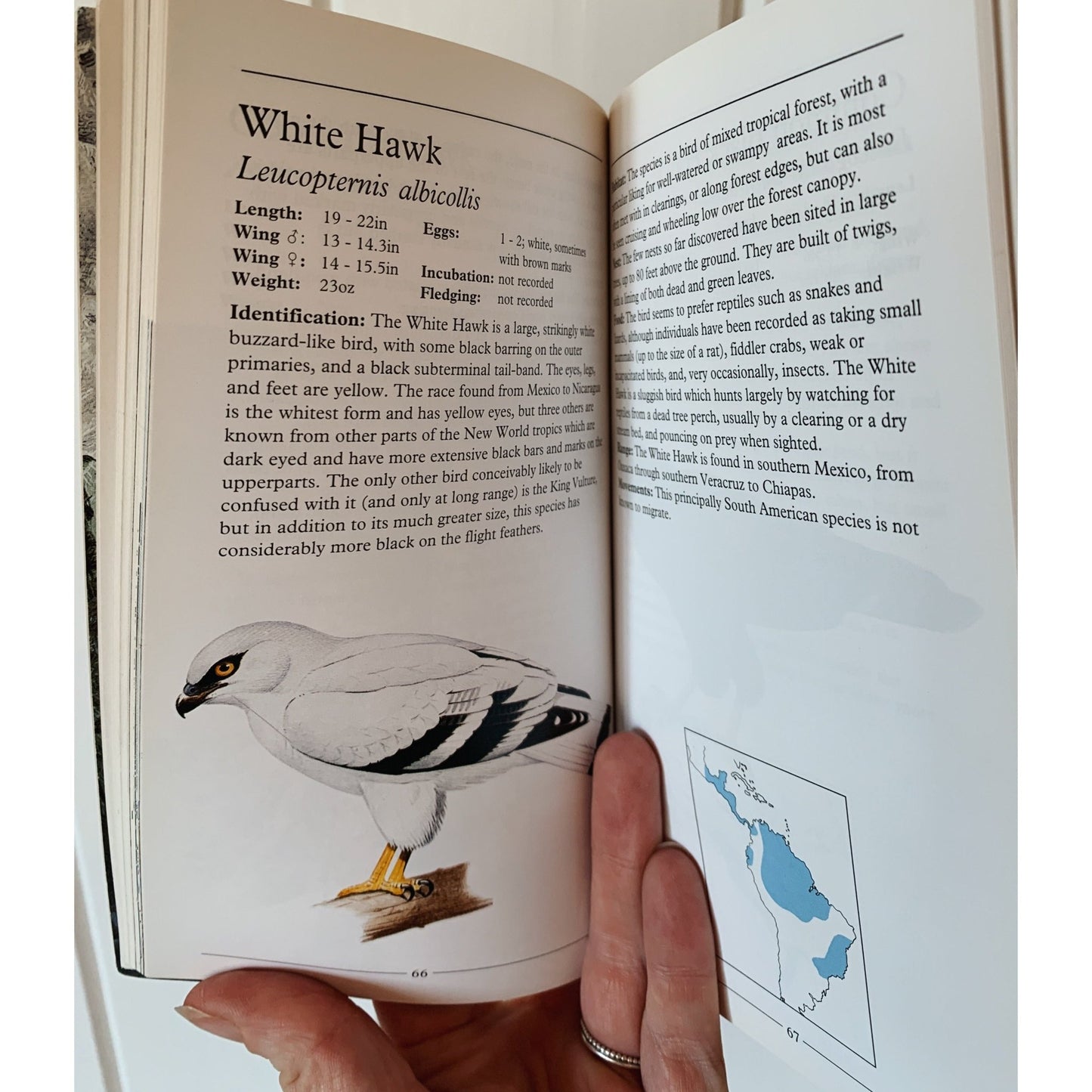The Pocket Guide to Birds of Prey of North America, Paperback Field Guide - Pretty Old Books