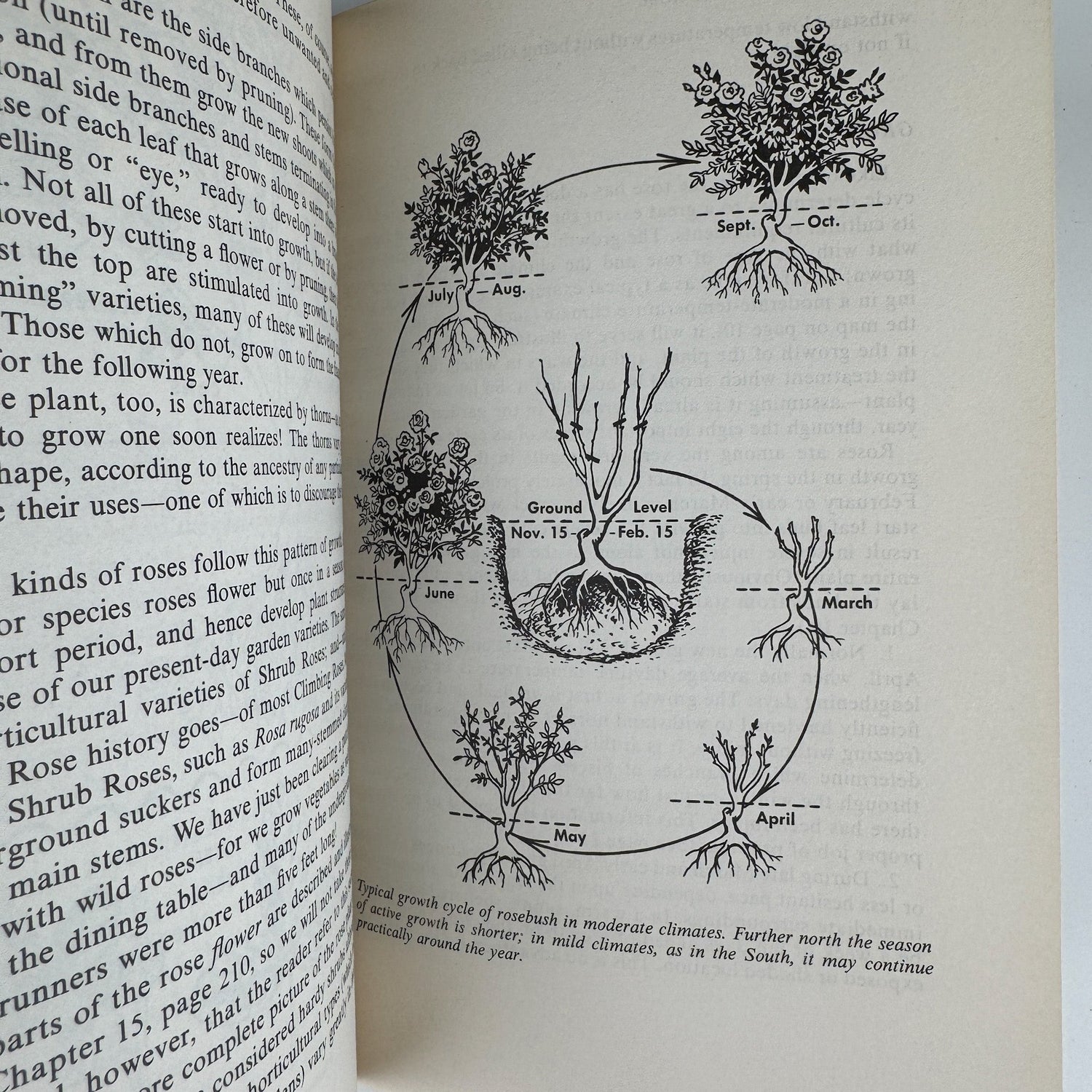 The Rockwells' Complete Book of Roses, 1966 - Pretty Old Books