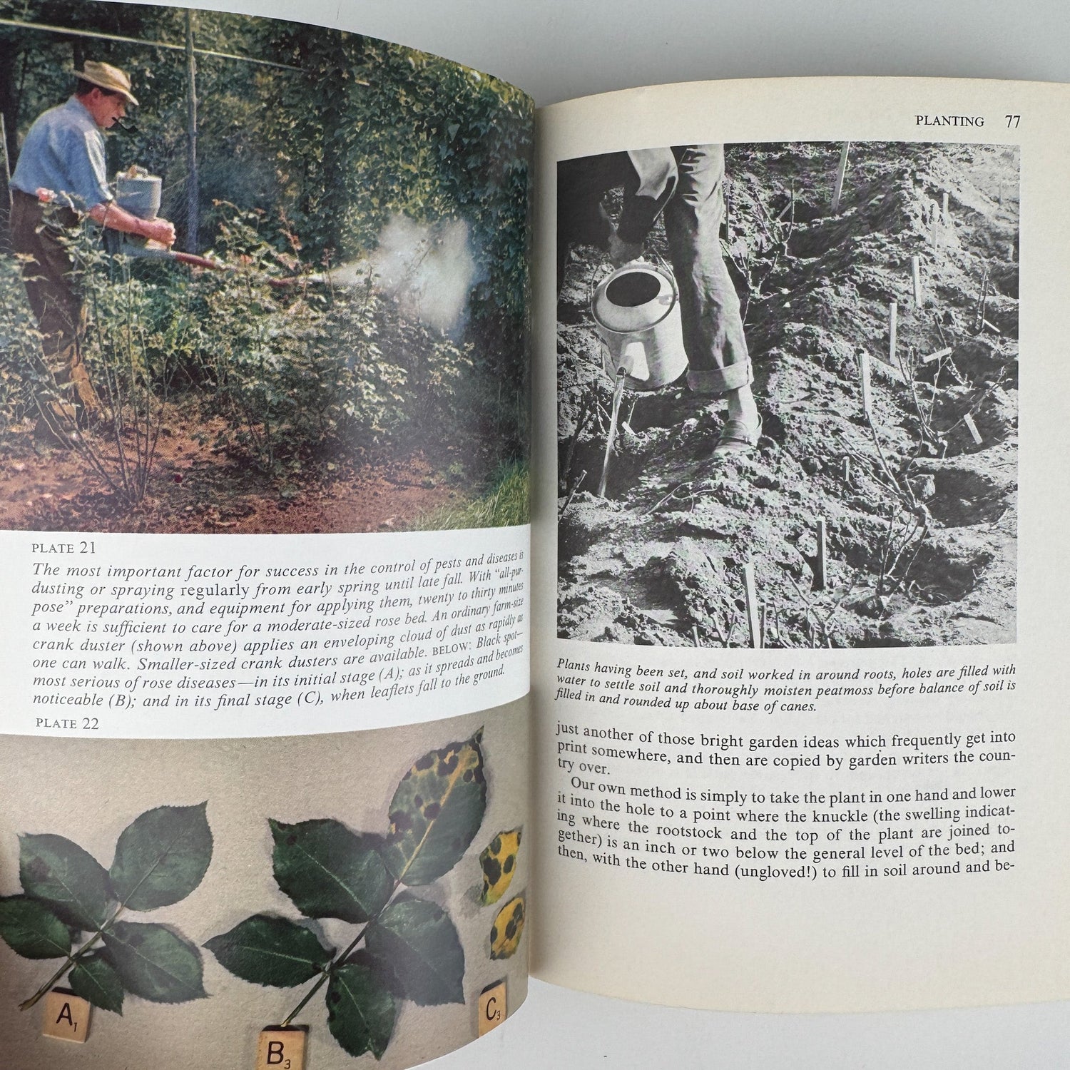 The Rockwells' Complete Book of Roses, 1966 - Pretty Old Books